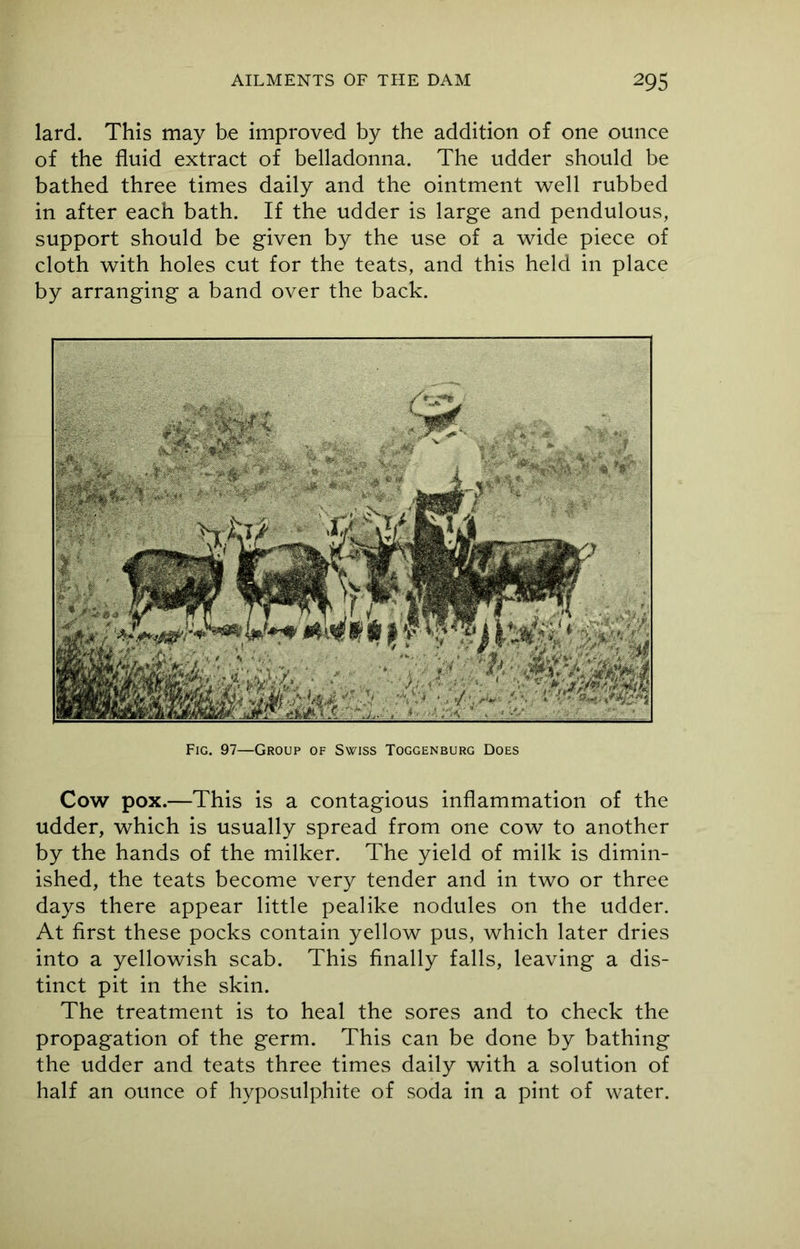 lard. This may be improved by the addition of one ounce of the fluid extract of belladonna. The udder should be bathed three times daily and the ointment well rubbed in after each bath. If the udder is large and pendulous, support should be given by the use of a wide piece of cloth with holes cut for the teats, and this held in place by arranging a band over the back. Fig. 97—Group of Swiss Toggenburg Does Cow pox.—This is a contagious inflammation of the udder, which is usually spread from one cow to another by the hands of the milker. The yield of milk is dimin- ished, the teats become very tender and in two or three days there appear little pealike nodules on the udder. At first these pocks contain yellow pus, which later dries into a yellowish scab. This finally falls, leaving a dis- tinct pit in the skin. The treatment is to heal the sores and to check the propagation of the germ. This can be done by bathing the udder and teats three times daily with a solution of half an ounce of hyposulphite of soda in a pint of water.