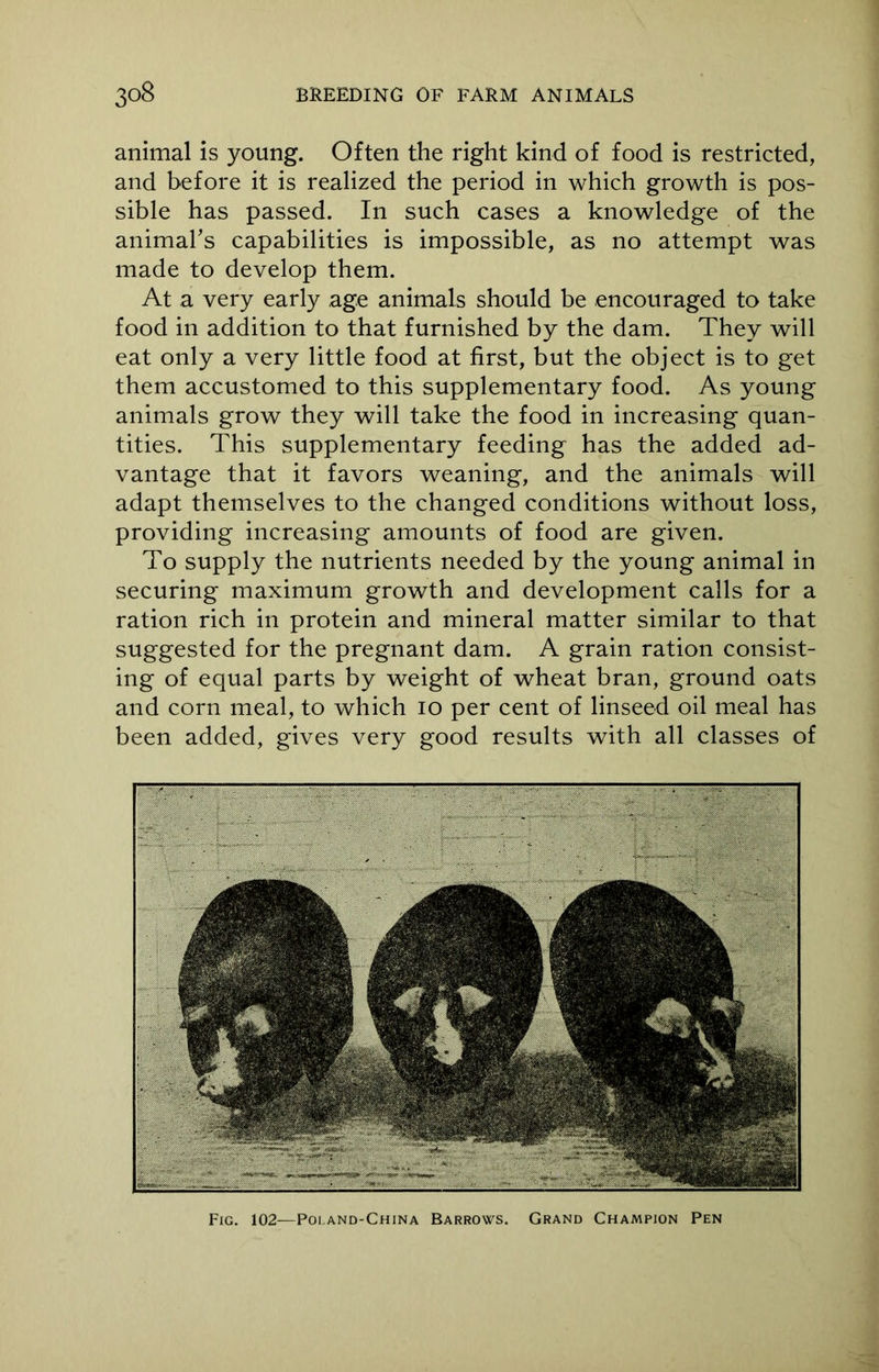 animal is young. Often the right kind of food is restricted, and before it is realized the period in which growth is pos- sible has passed. In such cases a knowledge of the animal's capabilities is impossible, as no attempt was made to develop them. At a very early age animals should be encouraged to take food in addition to that furnished by the dam. They will eat only a very little food at first, but the object is to get them accustomed to this supplementary food. As young animals grow they will take the food in increasing quan- tities. This supplementary feeding has the added ad- vantage that it favors weaning, and the animals will adapt themselves to the changed conditions without loss, providing increasing amounts of food are given. To supply the nutrients needed by the young animal in securing maximum growth and development calls for a ration rich in protein and mineral matter similar to that suggested for the pregnant dam. A grain ration consist- ing of equal parts by weight of wheat bran, ground oats and corn meal, to which io per cent of linseed oil meal has been added, gives very good results with all classes of