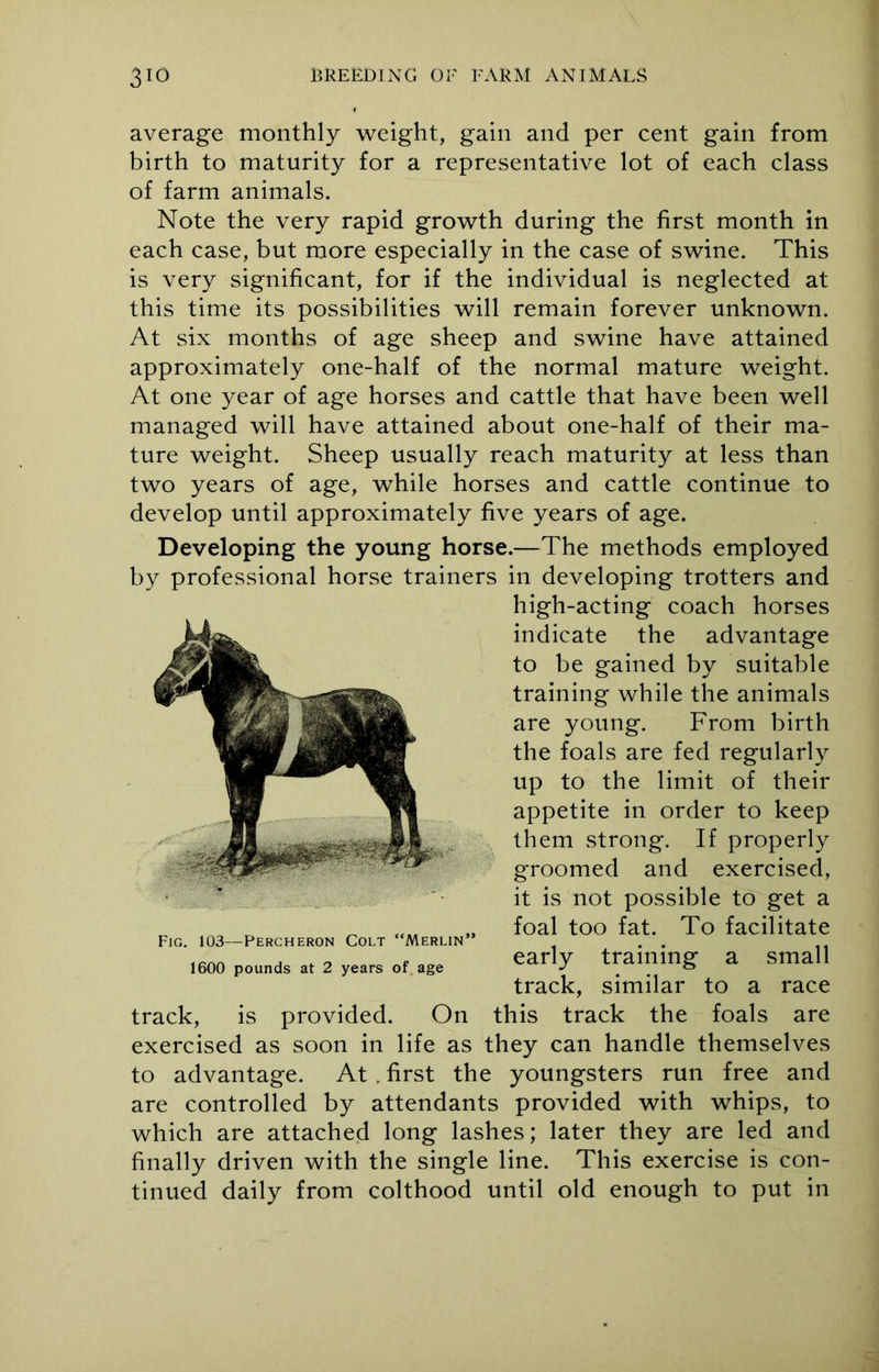 average monthly weight, gain and per cent gain from birth to maturity for a representative lot of each class of farm animals. Note the very rapid growth during the first month in each case, but more especially in the case of swine. This is very significant, for if the individual is neglected at this time its possibilities will remain forever unknown. At six months of age sheep and swine have attained approximately one-half of the normal mature weight. At one year of age horses and cattle that have been well managed will have attained about one-half of their ma- ture weight. Sheep usually reach maturity at less than two years of age, while horses and cattle continue to develop until approximately five years of age. Developing the young horse.—The methods employed by professional horse trainers in developing trotters and track, is provided. On this track the foals are exercised as soon in life as they can handle themselves to advantage. At . first the youngsters run free and are controlled by attendants provided with whips, to which are attached long lashes; later they are led and finally driven with the single line. This exercise is con- tinued daily from colthood until old enough to put in high-acting coach horses indicate the advantage to be gained by suitable training while the animals are young. From birth the foals are fed regularly up to the limit of their appetite in order to keep them strong. If properly Fig. 103—Percheron Colt “Merlin1 1600 pounds at 2 years of. age groomed and exercised, it is not possible to get a foal too fat. To facilitate early training a small track, similar to a race