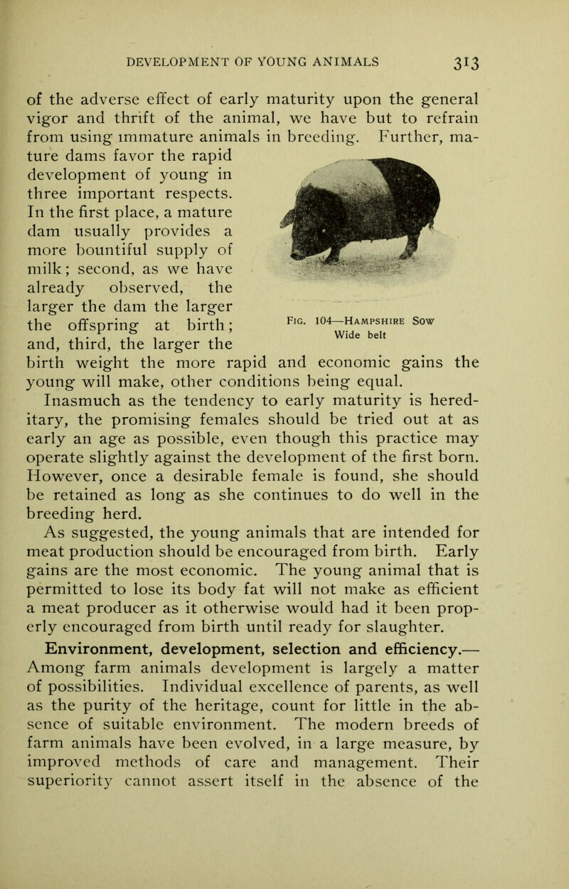 Fig. 104—Hampshire Sow Wide belt of the adverse effect of early maturity upon the general vigor and thrift of the animal, we have but to refrain from using immature animals in breeding. Further, ma- ture dams favor the rapid development of young in three important respects. In the first place, a mature dam usually provides a more bountiful supply of milk; second, as we have already observed, the larger the dam the larger the offspring at birth; and, third, the larger the birth weight the more rapid and economic gains the young will make, other conditions being equal. Inasmuch as the tendency to early maturity is hered- itary, the promising females should be tried out at as early an age as possible, even though this practice may operate slightly against the development of the first born. However, once a desirable female is found, she should be retained as long as she continues to do well in the breeding herd. As suggested, the young animals that are intended for meat production should be encouraged from birth. Early gains are the most economic. The young animal that is permitted to lose its body fat will not make as efficient a meat producer as it otherwise would had it been prop- erly encouraged from birth until ready for slaughter. Environment, development, selection and efficiency.— Among farm animals development is largely a matter of possibilities. Individual excellence of parents, as well as the purity of the heritage, count for little in the ab- sence of suitable environment. The modern breeds of farm animals have been evolved, in a large measure, by improved methods of care and management. Their superiority cannot assert itself in the absence of the