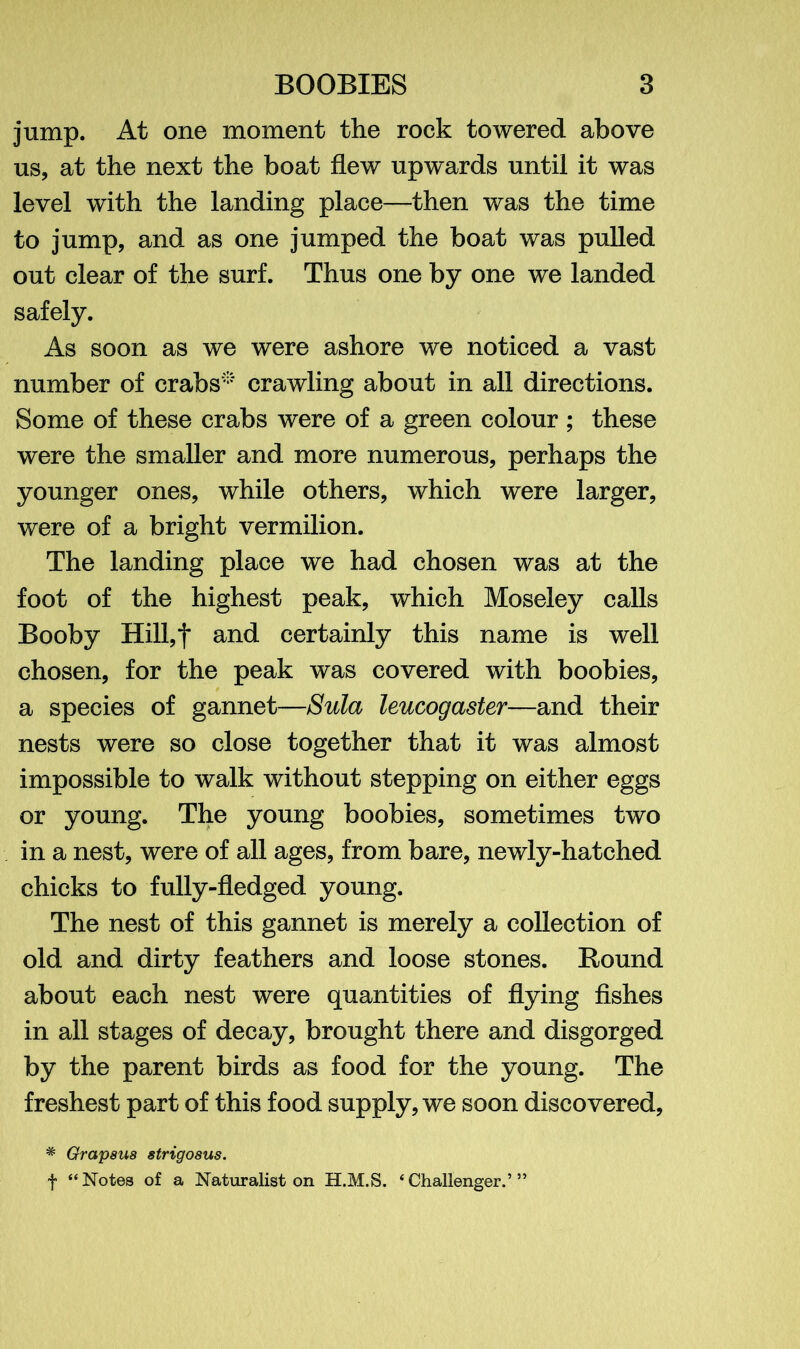 jump. At one moment the rock towered above us, at the next the boat flew upwards until it was level with the landing place—then was the time to jump, and as one jumped the boat was pulled out clear of the surf. Thus one by one we landed safely. As soon as we were ashore we noticed a vast number of crabs* crawling about in all directions. Some of these crabs were of a green colour ; these were the smaller and more numerous, perhaps the younger ones, while others, which were larger, were of a bright vermilion. The landing place we had chosen was at the foot of the highest peak, which Moseley calls Booby Hill,f and certainly this name is well chosen, for the peak was covered with boobies, a species of gannet—Sula leucogaster—and their nests were so close together that it was almost impossible to walk without stepping on either eggs or young. The young boobies, sometimes two in a nest, were of all ages, from bare, newly-hatched chicks to fully-fledged young. The nest of this gannet is merely a collection of old and dirty feathers and loose stones. Round about each nest were quantities of flying fishes in all stages of decay, brought there and disgorged by the parent birds as food for the young. The freshest part of this food supply, we soon discovered, * Grapsu8 strigosus. f “Notes of a Naturalist on H.M.S. ‘Challenger.’”