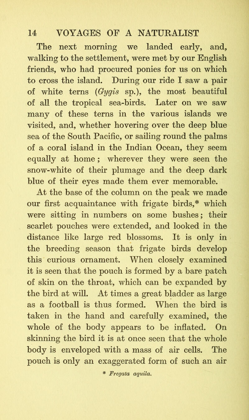 The next morning we landed early, and, walking to the settlement, were met by our English friends, who had procured ponies for us on which to cross the island. During our ride I saw a pair of white terns (Gygis sp.), the most beautiful of all the tropical sea-birds. Later on we saw many of these terns in the various islands we visited, and, whether hovering over the deep blue sea of the South Pacific, or sailing round the palms of a coral island in the Indian Ocean, they seem equally at home; wherever they were seen the snow-white of their plumage and the deep dark blue of their eyes made them ever memorable. At the base of the column on the peak we made our first acquaintance with frigate birds,* which were sitting in numbers on some bushes; their scarlet pouches were extended, and looked in the distance like large red blossoms. It is only in the breeding season that frigate birds develop this curious ornament. When closely examined it is seen that the pouch is formed by a bare patch of skin on the throat, which can be expanded by the bird at will. At times a great bladder as large as a football is thus formed. When the bird is taken in the hand and carefully examined, the whole of the body appears to be inflated. On skinning the bird it is at once seen that the whole body is enveloped with a mass of air cells. The pouch is only an exaggerated form of such an air * Fregata aquila.