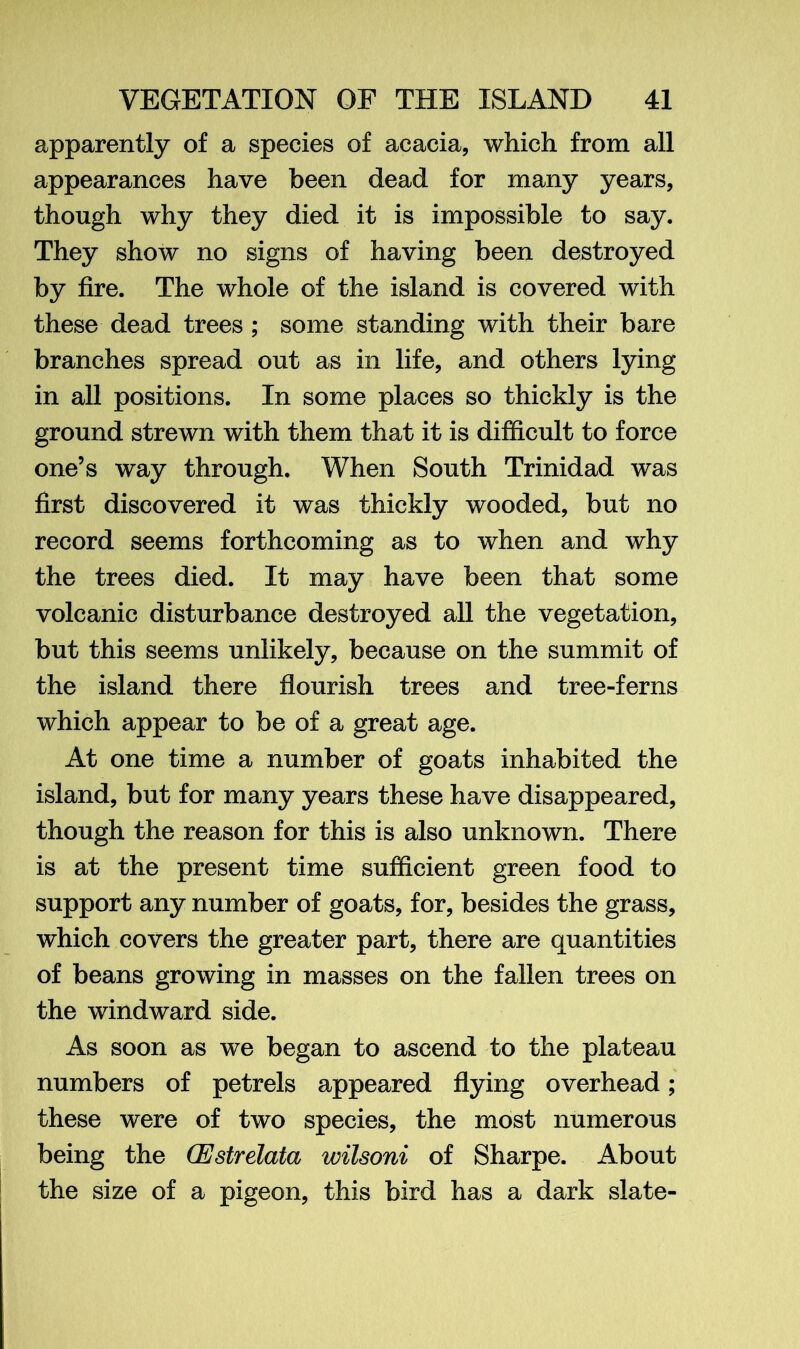 apparently of a species of acacia, which from all appearances have been dead for many years, though why they died it is impossible to say. They show no signs of having been destroyed by fire. The whole of the island is covered with these dead trees ; some standing with their bare branches spread out as in life, and others lying in all positions. In some places so thickly is the ground strewn with them that it is difficult to force one’s way through. When South Trinidad was first discovered it was thickly wooded, but no record seems forthcoming as to when and why the trees died. It may have been that some volcanic disturbance destroyed all the vegetation, but this seems unlikely, because on the summit of the island there flourish trees and tree-ferns which appear to be of a great age. At one time a number of goats inhabited the island, but for many years these have disappeared, though the reason for this is also unknown. There is at the present time sufficient green food to support any number of goats, for, besides the grass, which covers the greater part, there are quantities of beans growing in masses on the fallen trees on the windward side. As soon as we began to ascend to the plateau numbers of petrels appeared flying overhead; these were of two species, the most numerous being the (Estrelata wilsoni of Sharpe. About the size of a pigeon, this bird has a dark slate-
