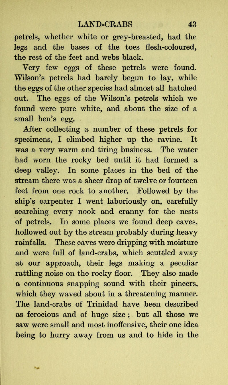 petrels, whether white or grey-breasted, had the legs and the bases of the toes flesh-coloured, the rest of the feet and webs black. Very few eggs of these petrels were found. Wilson’s petrels had barely begun to lay, while the eggs of the other species had almost all hatched out. The eggs of the Wilson’s petrels which we found were pure white, and about the size of a small hen’s egg. After collecting a number of these petrels for specimens, I climbed higher up the ravine. It was a very warm and tiring business. The water had worn the rocky bed until it had formed a deep valley. In some places in the bed of the stream there was a sheer drop of twelve or fourteen feet from one rock to another. Followed by the ship’s carpenter I went laboriously on, carefully searching every nook and cranny for the nests of petrels. In some places we found deep caves, hollowed out by the stream probably during heavy rainfalls. These caves were dripping with moisture and were full of land-crabs, which scuttled away at our approach, their legs making a peculiar rattling noise on the rocky floor. They also made a continuous snapping sound with their pincers, which they waved about in a threatening manner. The land-crabs of Trinidad have been described as ferocious and of huge size; but all those we saw were small and most inoffensive, their one idea being to hurry away from us and to hide in the