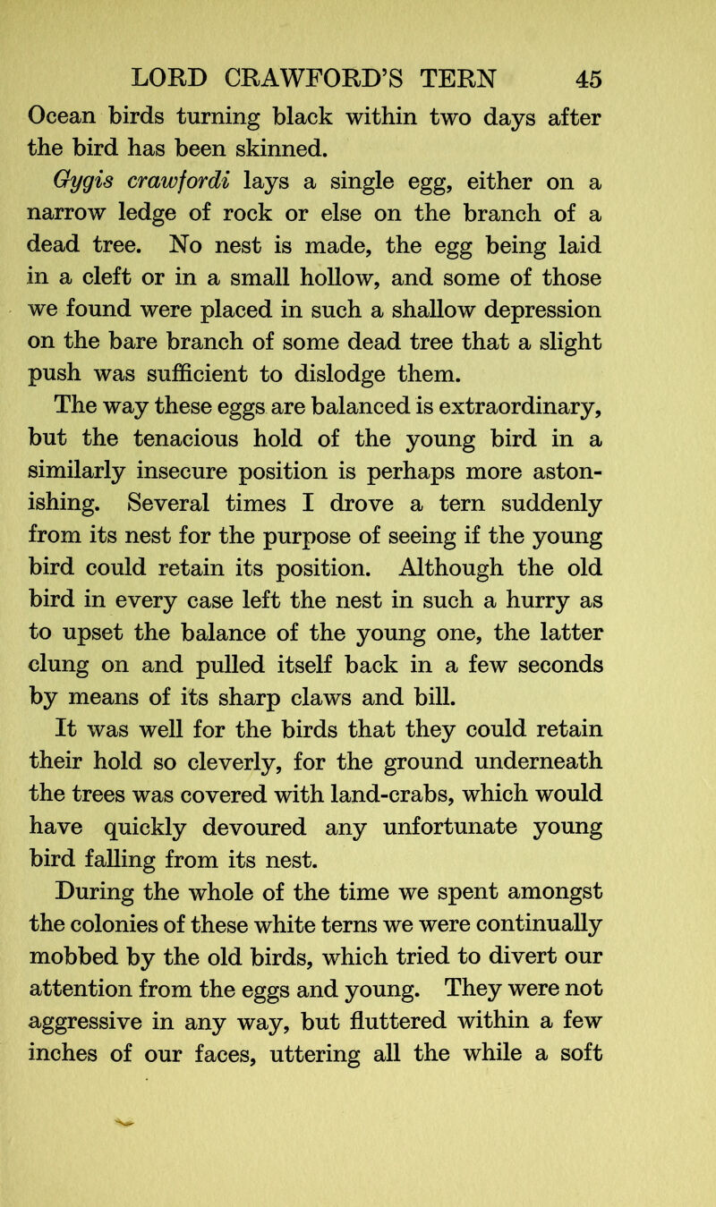 Ocean birds turning black within two days after the bird has been skinned. Gygis crawfordi lays a single egg, either on a narrow ledge of rock or else on the branch of a dead tree. No nest is made, the egg being laid in a cleft or in a small hollow, and some of those we found were placed in such a shallow depression on the bare branch of some dead tree that a slight push was sufficient to dislodge them. The way these eggs are balanced is extraordinary, but the tenacious hold of the young bird in a similarly insecure position is perhaps more aston- ishing. Several times I drove a tern suddenly from its nest for the purpose of seeing if the young bird could retain its position. Although the old bird in every case left the nest in such a hurry as to upset the balance of the young one, the latter clung on and pulled itself back in a few seconds by means of its sharp claws and bill. It was well for the birds that they could retain their hold so cleverly, for the ground underneath the trees was covered with land-crabs, which would have quickly devoured any unfortunate young bird falling from its nest. During the whole of the time we spent amongst the colonies of these white terns we were continually mobbed by the old birds, which tried to divert our attention from the eggs and young. They were not aggressive in any way, but fluttered within a few inches of our faces, uttering all the while a soft