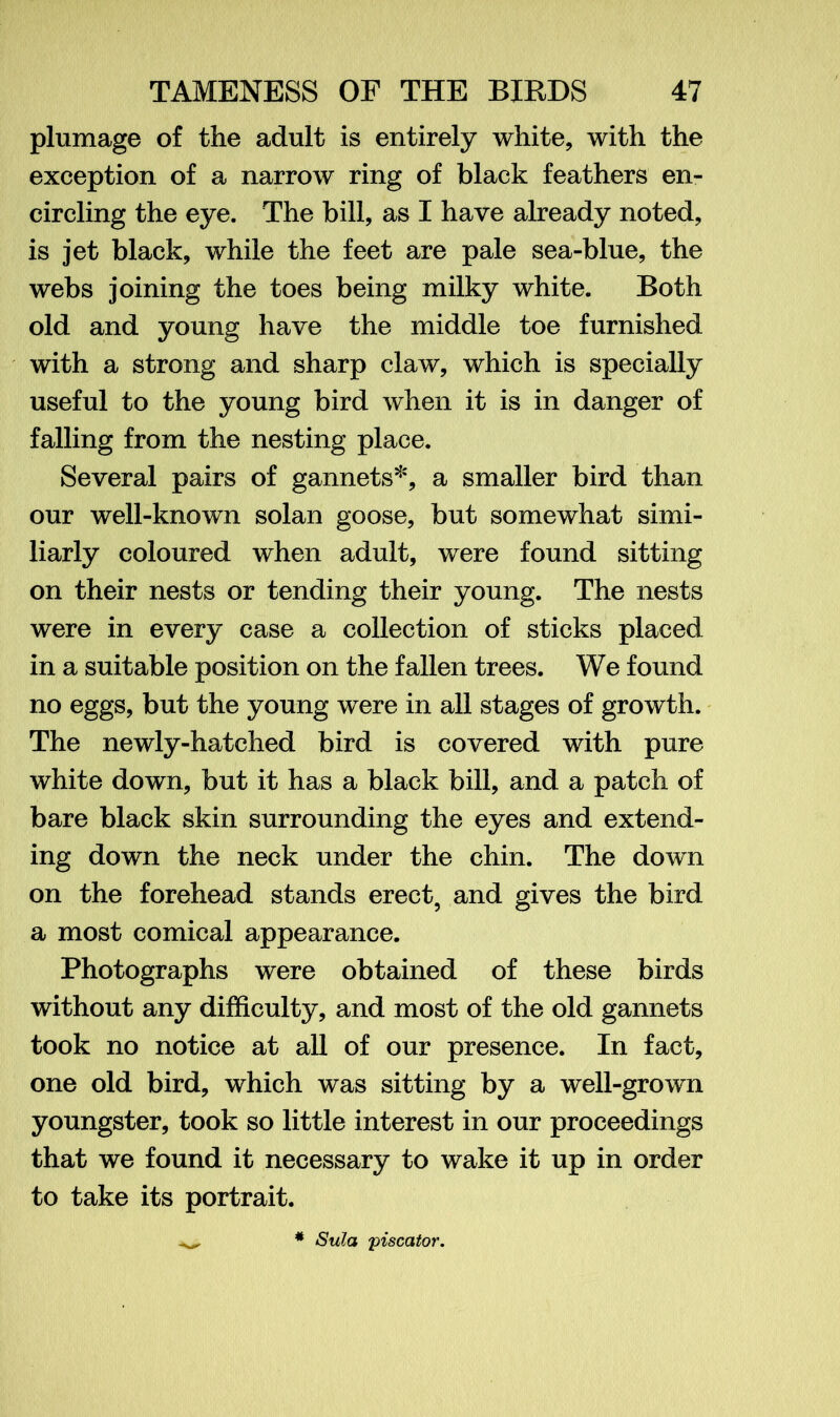 plumage of the adult is entirely white, with the exception of a narrow ring of black feathers en- circling the eye. The bill, as I have already noted, is jet black, while the feet are pale sea-blue, the webs joining the toes being milky white. Both old and young have the middle toe furnished with a strong and sharp claw, which is specially useful to the young bird when it is in danger of falling from the nesting place. Several pairs of gannets*, a smaller bird than our well-known solan goose, but somewhat simi- liarly coloured when adult, were found sitting on their nests or tending their young. The nests were in every case a collection of sticks placed in a suitable position on the fallen trees. We found no eggs, but the young were in all stages of growth. The newly-hatched bird is covered with pure white down, but it has a black bill, and a patch of bare black skin surrounding the eyes and extend- ing down the neck under the chin. The down on the forehead stands erect, and gives the bird a most comical appearance. Photographs were obtained of these birds without any difficulty, and most of the old gannets took no notice at all of our presence. In fact, one old bird, which was sitting by a well-grown youngster, took so little interest in our proceedings that we found it necessary to wake it up in order to take its portrait. * Sula piscator.