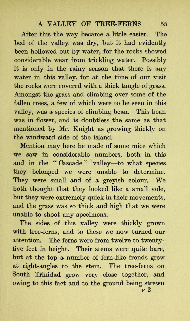 After this the way became a little easier. The bed of the valley was dry, but it had evidently been hollowed out by water, for the rocks showed considerable wear from trickling water. Possibly it is only in the rainy season that there is any water in this valley, for at the time of our visit the rocks were covered with a thick tangle of grass. Amongst the grass and climbing over some of the fallen trees, a few of which were to be seen in this valley, was a species of climbing bean. This bean was in flower, and is doubtless the same as that mentioned by Mr. Knight as growing thickly on the windward side of the island. Mention may here be made of some mice which we saw in considerable numbers, both in this and in the “ Cascade 55 valley—to what species they belonged we were unable to determine. They were small and of a greyish colour. We both thought that they looked like a small vole, but they were extremely quick in their movements, and the grass was so thick and high that we were unable to shoot any specimens. The sides of this valley were thickly grown with tree-ferns, and to these we now turned our attention. The ferns were from twelve to twenty- five feet in height. Their stems were quite bare, but at the top a number of fern-like fronds grew at right-angles to the stem. The tree-ferns on South Trinidad grow very close together, and owing to this fact and to the ground being strewn f 2