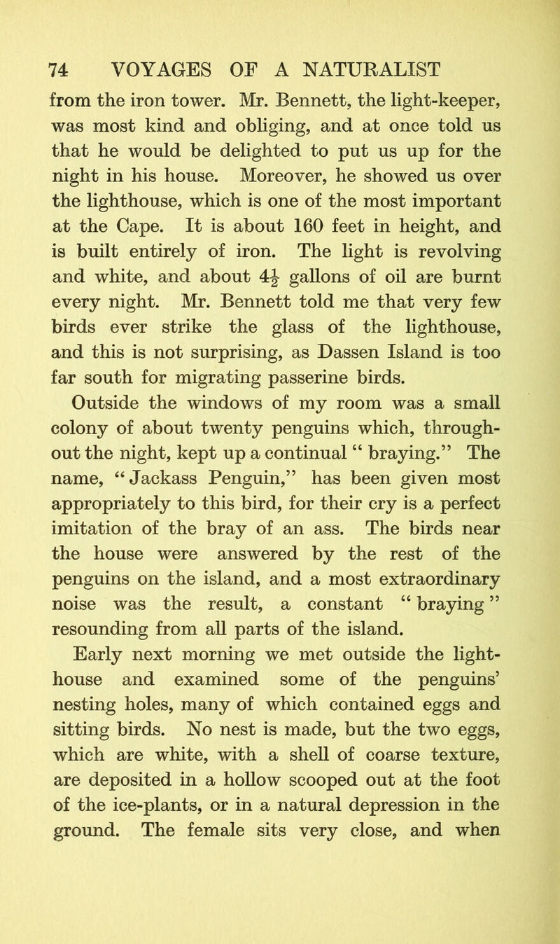 from the iron tower. Mr. Bennett, the light-keeper, was most kind and obliging, and at once told us that he would be delighted to put us up for the night in his house. Moreover, he showed us over the lighthouse, which is one of the most important at the Cape. It is about 160 feet in height, and is built entirely of iron. The light is revolving and white, and about 4J gallons of oil are burnt every night. Mr. Bennett told me that very few birds ever strike the glass of the lighthouse, and this is not surprising, as Dassen Island is too far south for migrating passerine birds. Outside the windows of my room was a small colony of about twenty penguins which, through- out the night, kept up a continual46 braying.” The name, “Jackass Penguin,” has been given most appropriately to this bird, for their cry is a perfect imitation of the bray of an ass. The birds near the house were answered by the rest of the penguins on the island, and a most extraordinary noise was the result, a constant 4 4 braying ” resounding from all parts of the island. Early next morning we met outside the light- house and examined some of the penguins’ nesting holes, many of which contained eggs and sitting birds. No nest is made, but the two eggs, which are white, with a shell of coarse texture, are deposited in a hollow scooped out at the foot of the ice-plants, or in a natural depression in the ground. The female sits very close, and when