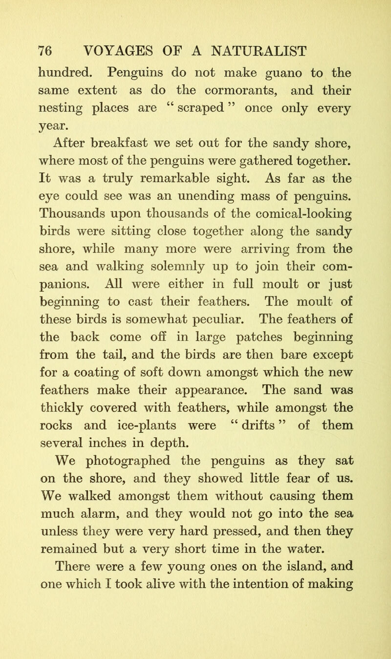 hundred. Penguins do not make guano to the same extent as do the cormorants, and their nesting places are “ scraped ” once only every year. After breakfast we set out for the sandy shore, where most of the penguins were gathered together. It was a truly remarkable sight. As far as the eye could see was an unending mass of penguins. Thousands upon thousands of the comical-looking birds were sitting close together along the sandy shore, while many more were arriving from the sea and walking solemnly up to join their com- panions. All were either in full moult or just beginning to cast their feathers. The moult of these birds is somewhat peculiar. The feathers of the back come off in large patches beginning from the tail, and the birds are then bare except for a coating of soft down amongst which the new feathers make their appearance. The sand was thickly covered with feathers, while amongst the rocks and ice-plants were “ drifts ” of them several inches in depth. We photographed the penguins as they sat on the shore, and they showed little fear of us. We walked amongst them without causing them much alarm, and they would not go into the sea unless they were very hard pressed, and then they remained but a very short time in the water. There were a few young ones on the island, and one which I took alive with the intention of making