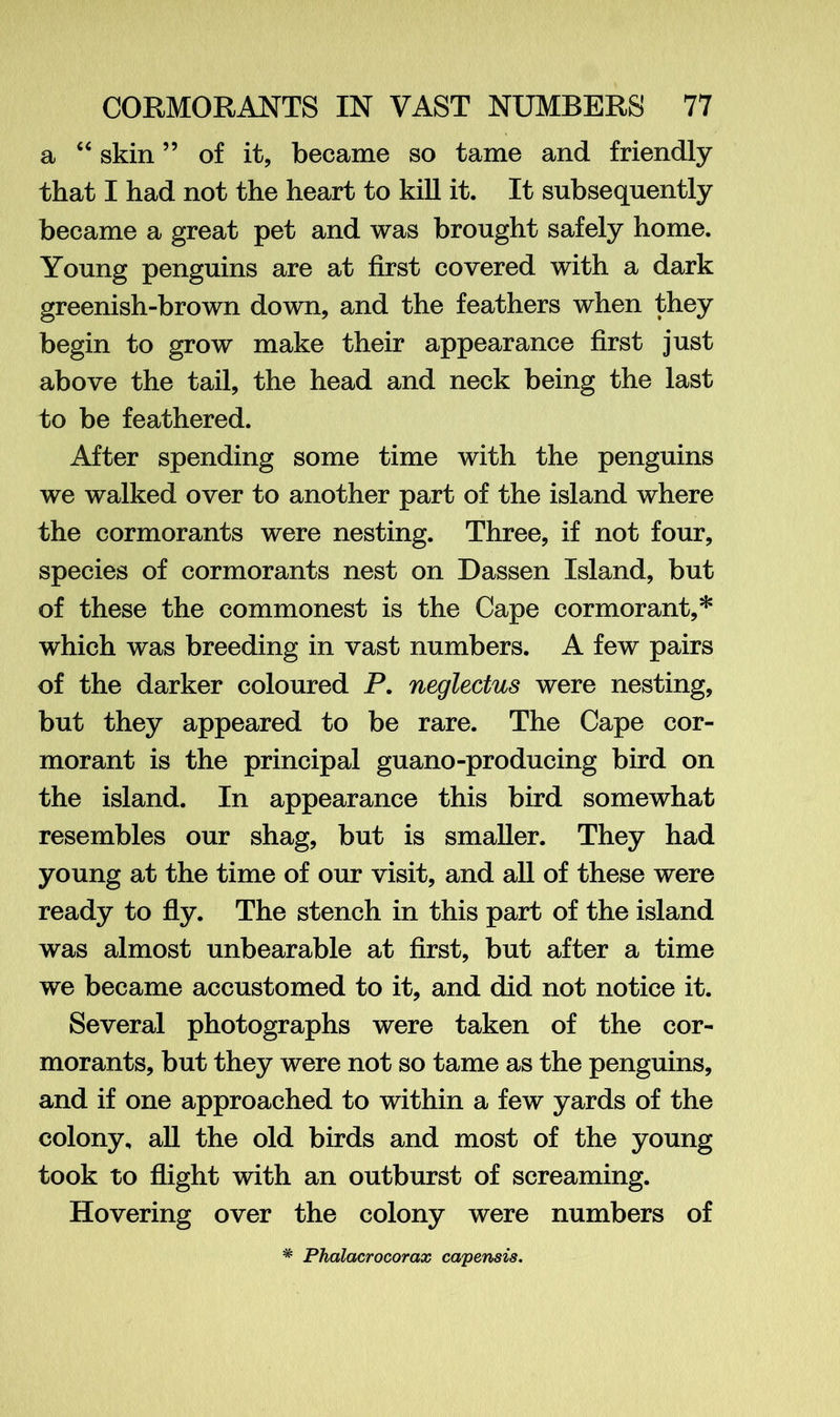 a “ skin ” of it, became so tame and friendly that I had not the heart to kill it. It subsequently became a great pet and was brought safely home. Young penguins are at first covered with a dark greenish-brown down, and the feathers when they begin to grow make their appearance first just above the tail, the head and neck being the last to be feathered. After spending some time with the penguins we walked over to another part of the island where the cormorants were nesting. Three, if not four, species of cormorants nest on Dassen Island, but of these the commonest is the Cape cormorant,* which was breeding in vast numbers. A few pairs of the darker coloured P. neglectus were nesting, but they appeared to be rare. The Cape cor- morant is the principal guano-producing bird on the island. In appearance this bird somewhat resembles our shag, but is smaller. They had young at the time of our visit, and all of these were ready to fly. The stench in this part of the island was almost unbearable at first, but after a time we became accustomed to it, and did not notice it. Several photographs were taken of the cor- morants, but they were not so tame as the penguins, and if one approached to within a few yards of the colony, all the old birds and most of the young took to flight with an outburst of screaming. Hovering over the colony were numbers of * Phalacrocorax capensis.