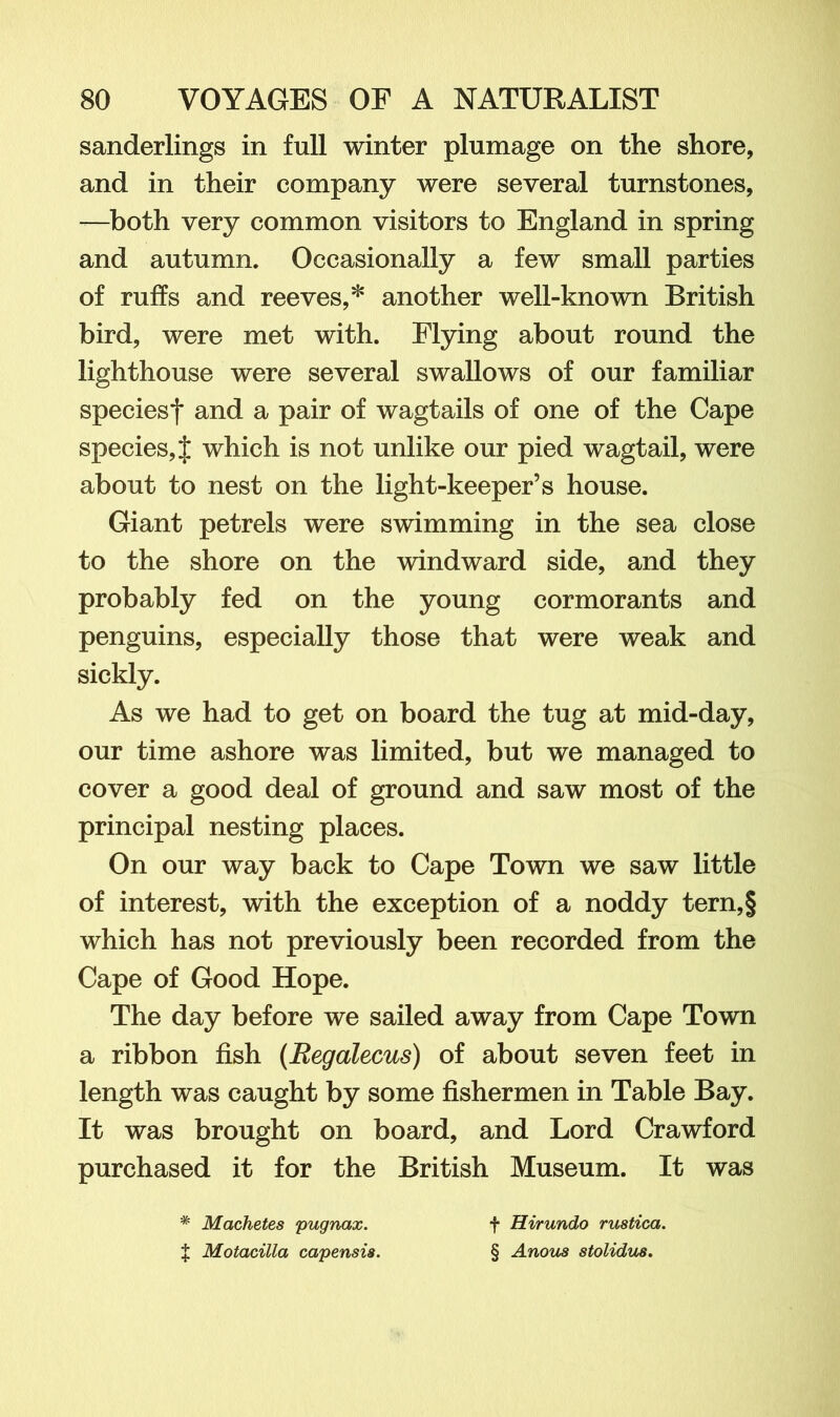 sanderlings in full winter plumage on the shore, and in their company were several turnstones, —both very common visitors to England in spring and autumn. Occasionally a few small parties of ruffs and reeves,* another well-known British bird, were met with. Flying about round the lighthouse were several swallows of our familiar speciesf and a pair of wagtails of one of the Cape species, J which is not unlike our pied wagtail, were about to nest on the light-keeper’s house. Giant petrels were swimming in the sea close to the shore on the windward side, and they probably fed on the young cormorants and penguins, especially those that were weak and sickly. As we had to get on board the tug at mid-day, our time ashore was limited, but we managed to cover a good deal of ground and saw most of the principal nesting places. On our way back to Cape Town we saw little of interest, with the exception of a noddy tern,§ which has not previously been recorded from the Cape of Good Hope. The day before we sailed away from Cape Town a ribbon fish (Regalecus) of about seven feet in length was caught by some fishermen in Table Bay. It was brought on board, and Lord Crawford purchased it for the British Museum. It was * Machetes pugnax. $ Motacilla capensis. f Hirundo rustica. § Anous stolidus.