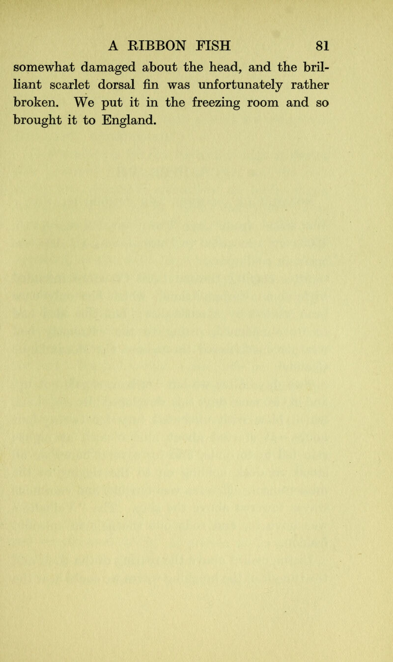 somewhat damaged about the head, and the bril- liant scarlet dorsal fin was unfortunately rather broken. We put it in the freezing room and so brought it to England.