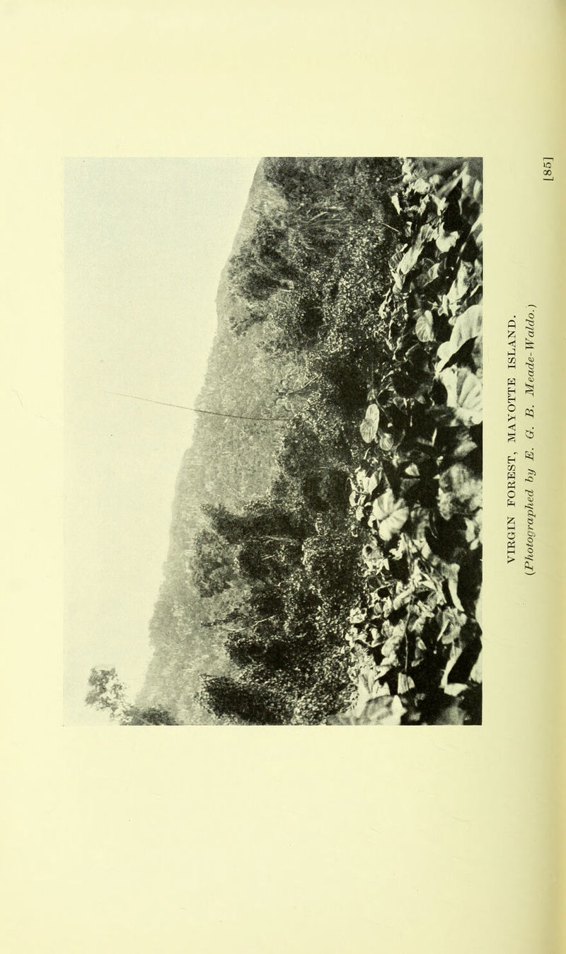 VIRGIN FOREST, MAYOTTE ISLAND. {Photographed by E. G. B. Meade-Waldo.)