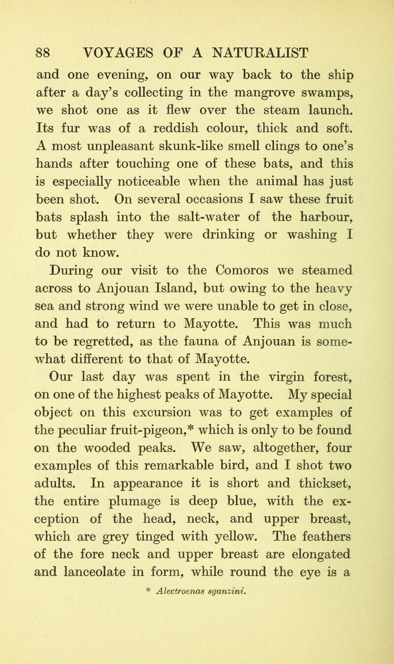 and one evening, on our way back to the ship after a day’s collecting in the mangrove swamps, we shot one as it flew over the steam launch. Its fur was of a reddish colour, thick and soft. A most unpleasant skunk-like smell clings to one’s hands after touching one of these bats, and this is especially noticeable when the animal has just been shot. On several occasions I saw these fruit bats splash into the salt-water of the harbour, but whether they were drinking or washing I do not know. During our visit to the Comoros we steamed across to Anjouan Island, but owing to the heavy sea and strong wind we were unable to get in close, and had to return to Mayotte. This was much to be regretted, as the fauna of Anjouan is some- what different to that of Mayotte. Our last day was spent in the virgin forest, on one of the highest peaks of Mayotte. My special object on this excursion was to get examples of the peculiar fruit-pigeon,* which is only to be found on the wooded peaks. We saw, altogether, four examples of this remarkable bird, and I shot two adults. In appearance it is short and thickset, the entire plumage is deep blue, with the ex- ception of the head, neck, and upper breast, which are grey tinged with yellow. The feathers of the fore neck and upper breast are elongated and lanceolate in form, while round the eye is a * Alectroenas sganzini.