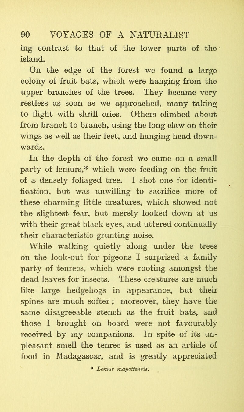 ing contrast to that of the lower parts of the island. On the edge of the forest we found a large colony of fruit bats, which were hanging from the upper branches of the trees. They became very restless as soon as we approached, many taking to flight with shrill cries. Others climbed about from branch to branch, using the long claw on their wings as well as their feet, and hanging head down- wards. In the depth of the forest we came on a small party of lemurs,* which were feeding on the fruit of a densely foliaged tree. I shot one for identi- fication, but was unwilling to sacrifice more of these charming little creatures, which showed not the slightest fear, but merely looked down at us with their great black eyes, and uttered continually their characteristic grunting noise. While walking quietly along under the trees on the look-out for pigeons I surprised a family party of tenrecs, which were rooting amongst the dead leaves for insects. These creatures are much like large hedgehogs in appearance, but their spines are much softer ; moreover, they have the same disagreeable stench as the fruit bats, and those I brought on board were not favourably received by my companions. In spite of its un- pleasant smell the tenrec is used as an article of food in Madagascar, and is greatly appreciated * Lemur mayottensis.