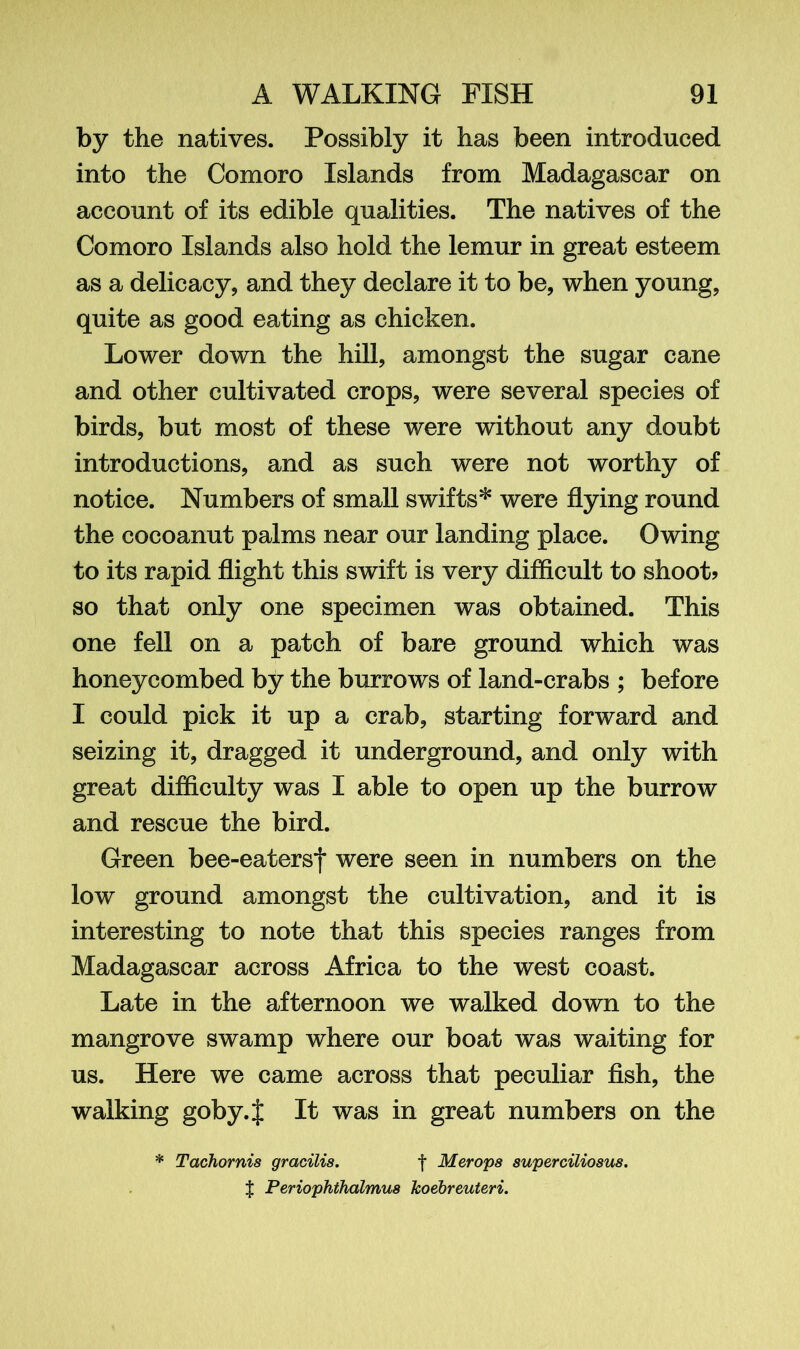 by the natives. Possibly it has been introduced into the Comoro Islands from Madagascar on account of its edible qualities. The natives of the Comoro Islands also hold the lemur in great esteem as a delicacy, and they declare it to be, when young, quite as good eating as chicken. Lower down the hill, amongst the sugar cane and other cultivated crops, were several species of birds, but most of these were without any doubt introductions, and as such were not worthy of notice. Numbers of small swifts* were flying round the cocoanut palms near our landing place. Owing to its rapid flight this swift is very difficult to shoot? so that only one specimen was obtained. This one fell on a patch of bare ground which was honeycombed by the burrows of land-crabs ; before I could pick it up a crab, starting forward and seizing it, dragged it underground, and only with great difficulty was I able to open up the burrow and rescue the bird. Green bee-eatersf were seen in numbers on the low ground amongst the cultivation, and it is interesting to note that this species ranges from Madagascar across Africa to the west coast. Late in the afternoon we walked down to the mangrove swamp where our boat was waiting for us. Here we came across that peculiar fish, the walking goby.J It was in great numbers on the * Tachornis gracilis. f Merops superciliosus. $ Periophthalmus koebreuteri.