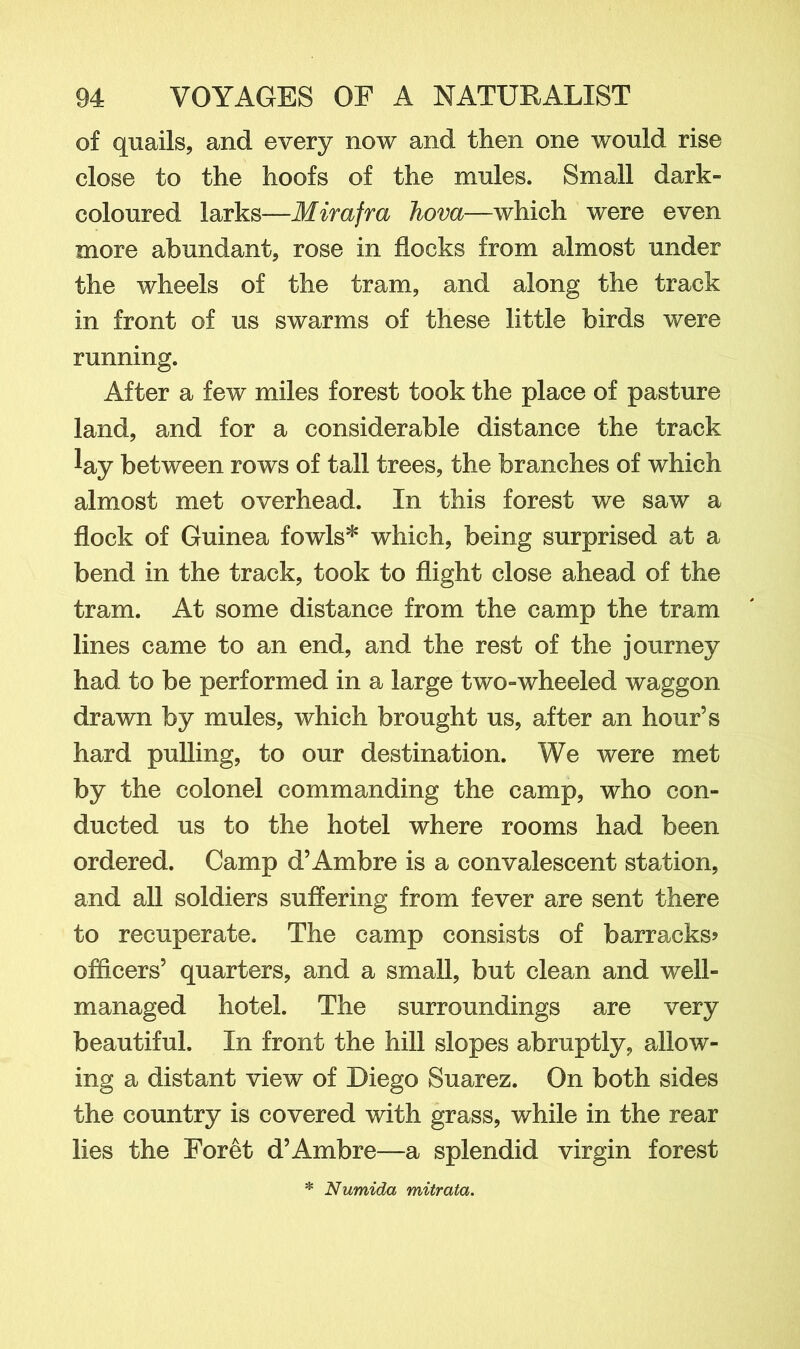 of quails, and every now and then one would rise close to the hoofs of the mules. Small dark- coloured larks—Mirafra hova—which were even more abundant, rose in flocks from almost under the wheels of the tram, and along the track in front of us swarms of these little birds were running. After a few miles forest took the place of pasture land, and for a considerable distance the track lay between rows of tall trees, the branches of which almost met overhead. In this forest we saw a flock of Guinea fowls* which, being surprised at a bend in the track, took to flight close ahead of the tram. At some distance from the camp the tram lines came to an end, and the rest of the journey had to be performed in a large two-wheeled waggon drawn by mules, which brought us, after an hour’s hard pulling, to our destination. We were met by the colonel commanding the camp, who con- ducted us to the hotel where rooms had been ordered. Camp d’Ambre is a convalescent station, and all soldiers suffering from fever are sent there to recuperate. The camp consists of barracks? officers’ quarters, and a small, but clean and well- managed hotel. The surroundings are very beautiful. In front the hill slopes abruptly, allow- ing a distant view of Diego Suarez. On both sides the country is covered with grass, while in the rear lies the Foret d’Ambre—a splendid virgin forest * Numida mitrata.