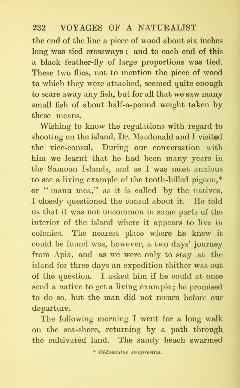 the end of the line a piece of wood about six inches long was tied crossways ; and to each end of this a black feather-fly of large proportions was tied. These two flies, not to mention the piece of wood to which they were attached, seemed quite enough to scare away any fish, but for all that we saw many small fish of about half-a-pound weight taken by these means. Wishing to know the regulations with regard to shooting on the island, Dr. Macdonald and I visited the vice-consul. During our conversation with him we learnt that he had been many years in the Samoan Islands, and as I was most anxious to see a living example of the tooth-billed pigeon,* or “ manu mea,” as it is called by the natives, I closely questioned the consul about it. He told us that it was not uncommon in some parts of the interior of the island where it appears to live in colonies. The nearest place where he knew it could be found was, however, a two days5 journey from Apia, and as we were only to stay at the island for three days an expedition thither was out of the question. I asked him if he could at once send a native to get a living example ; he promised to do so, but the man did not return before our departure. The following morning I went for a long walk on the sea-shore, returning by a path through the cultivated land. The sandy beach swarmed # Didunculus strigirostns.