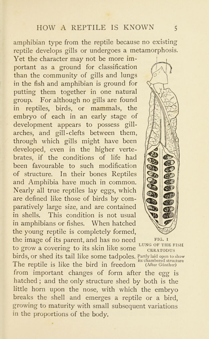 amphibian type from the reptile because no existing reptile develops gills or undergoes a metamorphosis. Yet the character may not be more im- portant as a ground for classification than the community of gills and lungs YO1' in the fish and amphibian is ground for putting them together in one natural group. For although no gills are found in reptiles, birds, or mammals, the embryo of each in an early stage of development appears to possess gill- arches, and gill-clefts between them, through which gills might have been developed, even in the higher verte- brates, if the conditions of life had been favourable to such modification of structure. In their bones Reptiles and Amphibia have much in common. Nearly all true reptiles lay eggs, which are defined like those of birds by com- paratively large size, and are contained in shells. This condition is not usual in amphibians or fishes. When hatched the young reptile is completely formed, the image of its parent, and has no need FIG- 1 to grow a covering to its skin like some ceratodus birds, or shed its tail like some tadpoles. Partly laid open to show . .... r i its chambered structure 1 he reptile is like the bird m freedom (After Gunther) from important changes of form after the egg is hatched ; and the only structure shed by both is the little horn upon the nose, with which the embryo breaks the shell and emerges a reptile or a bird, growing to maturity with small subsequent variations in the proportions of the body.