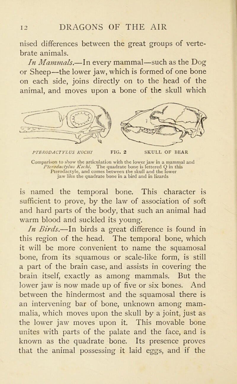 nised differences between the great groups of verte- brate animals. In Mammals.—In every mammal—such as the Dog or Sheep—the lower jaw, which is formed of one bone on each side, joins directly on to the head of the animal, and moves upon a bone of the skull which Comparison to show the articulation with the lower jaw in a mammal and Pterodactylus Kochi. The quadrate bone is lettered Q in this Pterodactyle, and comes between the skull and the lower jaw like the quadrate bone in a bird and in lizards is named the temporal bone. This character is sufficient to prove, by the law of association of soft and hard parts of the body, that such an animal had warm blood and suckled its young. In Birds.—In birds a great difference is found in this region of the head. The temporal bone, which it will be more convenient to name the squamosal bone, from its squamous or scale-like form, is still a part of the brain case, and assists in covering the brain itself, exactly as among mammals. But the lower jaw is now made up of five or six bones. And between the hindermost and the squamosal there is an intervening bar of bone, unknown among mam- malia, which moves upon the skull by a joint, just as the lower jaw moves upon it. This movable bone unites with parts of the palate and the face, and is known as the quadrate bone. Its presence proves that the animal possessing it laid eggs, and if the