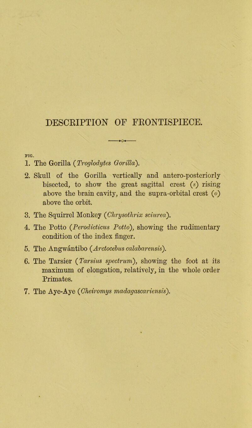 DESCEIPTION OE FKONTISPIECE. o FIG. 1. The Gorilla (^Troglodytes Oorilla). 2. Skull of the Gorilla vertically and antero-posteriorly bisected, to show the great sagittal crest (s) rising above the brain cavity, and the snpra-orbital crest (o) above the orbit. 3. The Squirrel Monkey (Chrysotlirix sciurea). 4. The Potto (Terodicticus Potto), showing the rudimentary condition of the index finger. 5. The Angwantibo (^Arctocehus calabarensis), 6. The Tarsier (Tarsius spectrum), showing the foot at its maximum of elongation, relatively, in the whole order Primates. 7. The Aye-Aye (Gheiromys madagascariensis).