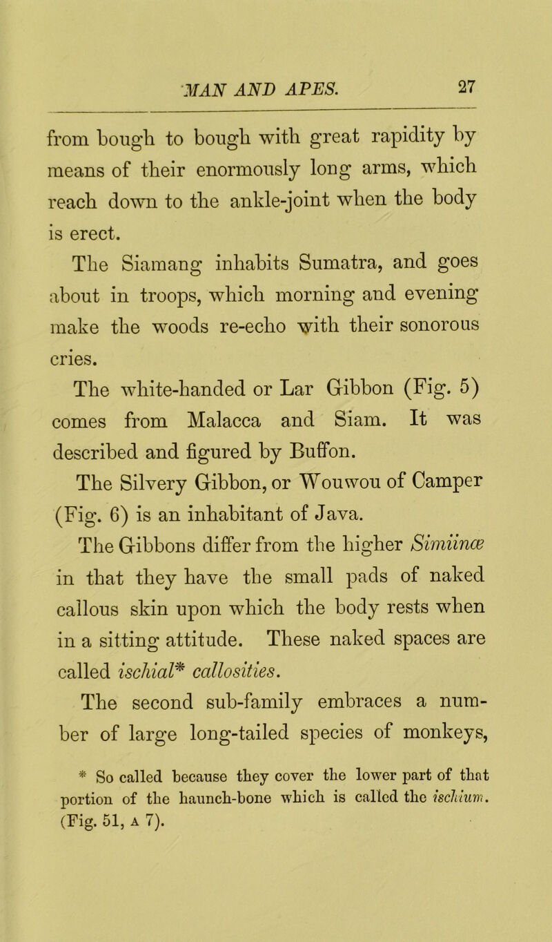 from bough to bough with great rapidity by means of their enormously long arms, which reach dowm to the ankle-joint when the body is erect. The Siaraang inhabits Sumatra, and goes about in troops, which morning and evening make the woods re-echo with their sonorous cries. The white-handed or Lar Gibbon (Fig. 5) comes from Malacca and Siam. It was described and figured by Buffon. The Silvery Gibbon, or Wouwou of Camper (Fig. 6) is an inhabitant of Java. The Gibbons differ from the higher Simiince in that they have the small pads of naked callous skin upon which the body rests when in a sitting attitude. These naked spaces are called ischial^ callosities. The second sub-family embraces a num- ber of large long-tailed species of monkeys, * So called because they cover the lower part of that portion of the haunch-bone which is called the iscldum. (Fig. 51, A 7).