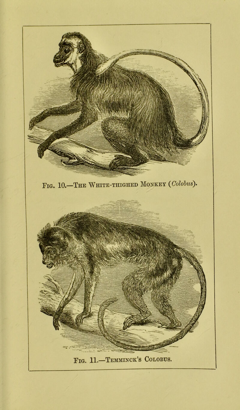11 —Temminck’s Colobus.