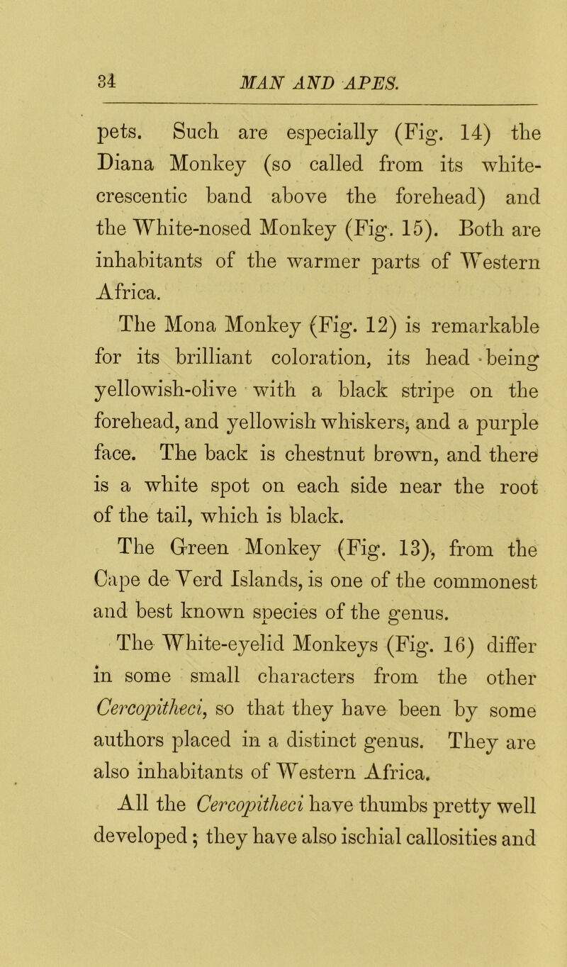 pets. Such are especially (Fig. 14) the Diana Monkey (so called from its white- crescentic band above the forehead) and the White-nosed Monkey (Fig. 15). Both are inhabitants of the warmer parts of Western Africa. The Mona Monkey (Fig. 12) is remarkable for its brilliant coloration, its head *beinof yellowish-olive with a black stripe on the forehead, and yellowish whiskers^ and a purple face. The back is chestnut brown, and there is a white spot on each side near the root of the tail, which is black. The Grreen Monkey (Fig. 13)', from the Cape de Yerd Islands, is one of the commonest and best known snecies of the s:enus. The White-eyelid Monkeys (Fig. 16) differ in some small characters from the other Cercopitheci, so that they have been by some authors placed in a distinct genus. They are also inhabitants of Western Africa. All the Cercopitheci have thumbs pretty well developed; they have also ischial callosities and