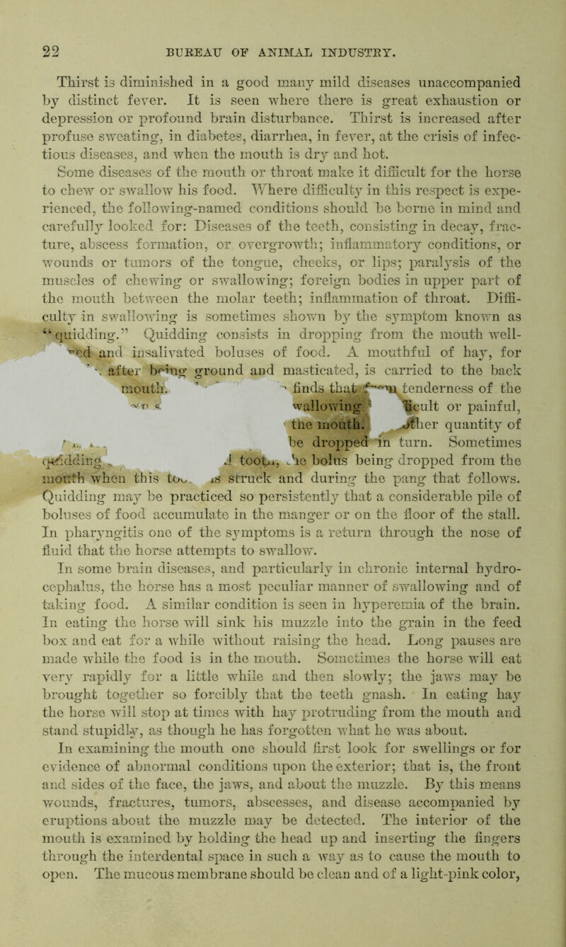 Thirst is diminished in a good many mild diseases unaccompanied by distinct fever. It is seen where there is great exhaustion or depression or profound brain disturbance. Thirst is increased after profuse sweating, in diabetes, diarrhea, in fever, at the crisis of infec- tious diseases, and when the mouth is dry and hot. Some diseases of the mouth or throat make it difficult for the horse to chew or swallow his food. Where difficulty in this respect is expe- rienced, the following-named conditions should be borne in mind and carefully looked for: Diseases of the teeth, consisting in decay, frac- ture, abscess formation, or overgrowth; inflammatory conditions, or wounds or tumors of the tongue, cheeks, or lips; paralysis of the muscles of chewing or swallowing; foreign bodies in upper part of the mouth between the molar teeth; inflammation of throat. Diffi- culty in swallowing is sometimes shown by the symptom known as “quidding.” Quidding consists in dropping from the mouth well- ed and insalivated boluses of food. A mouthful of hay, for ' \ after b^ng ground and masticated, is carried to the back mouth. finds that tenderness of the wallowing ^eult or painful, the mouth. .Jfcher quantity of be dropped in turn. Sometimes A tooW> -ho bolus being dropped from the is struck and during- the pang that follows. Quidding may be practiced so persistently that a considerable pile of boluses of food accumulate in the manner or on the floor of the stall. quidding mouth when this to In pharyngitis one of the symptoms is a return through the nose of fluid that the horse attempts to swallow. In some brain diseases, and particularly in chronic internal hydro- cephalus, the horse has a most peculiar manner of swallowing and of taking food. A similar condition is seen in hyperemia of the brain. In eating the horse will sink his muzzle into the grain in the feed box and eat for a while without raising the head. Long pauses are made while the food is in the mouth. Sometimes the horse will eat very rapidly for a little while and then slowly; the jaws may be brought together so forcibly that the teeth gnash. In eating hay the horse will stop at times with hay protruding from the mouth and stand stupidly, as though he has forgotten what he was about. In examining the mouth one should first look for swellings or for evidence of abnormal conditions upon the exterior; that is, the front and sides of the face, the jaws, and about the muzzle. By this means wounds, fractures, tumors, abscesses, and disease accompanied by eruptions about the muzzle may be detected. The interior of the mouth is examined by holding the head up and inserting the fingers through the interdental space in such a way as to cause the mouth to open. The mucous membrane should be clean and of a light-pink color,