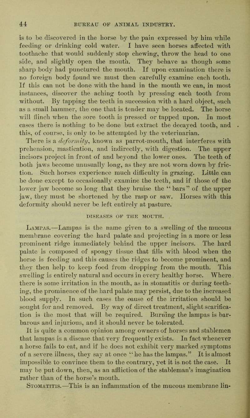 is to be discovered in the horse by the pain expressed by him while feeding or drinking cold water. I have seen horses affected with toothache that would suddenly stop chewing, throw the head to one side, and slightly open the mouth. They behave as though some sharp body had punctured the mouth. If upon examination there is no foreign body found we must then carefully examine each tooth. If this can not be done with the hand in the mouth we can, in most instances, discover the aching tooth by pressing each tooth from without. By tapping the teeth in succession with a hard object, such as a small hammer, the one that is tender may be located. The horse will flinch when the sore tooth is pressed or tapped upon. In most cases there is nothing to be done but extract the decayed tooth, and this, of course, is only to be attempted b}^ the veterinarian. There is a deformity, known as parrot-mouth, that interferes with prehension, mastication, and indirectly, with digestion. The upper incisors project in front of and beyond the lower ones. The teeth of both jaws become unusually long, as they are not worn down by fric- tion. Such horses experience much difficulty in grazing. Little can be done except to occasionally examine the teeth, and if those of the lower jaw become so long that they bruise the u bars” of the upper jaw, they must be shortened by the rasp or saw. Horses with this deformity should never be left entirely at pasture. DISEASES OF THE MOUTH. Lampas.—Lampas is the name given to a swelling of the mucous membrane covering the hard palate and projecting in a more or less prominent ridge immediately behind the upper incisors. The hard palate is composed of spongy tissue that fills with blood when the horse is feeding and this causes the ridges to become prominent, and they then help to keep food from dropping from the mouth. This swelling is entirely natural and occurs in every healthy horse. Where there is some irritation in the mouth, as in stomatitis or during teeth- ing, the prominence of the hard palate may persist, due to the increased blood supply. In such cases the cause of the irritation should be sought for and removed. By way of direct treatment, slight scarifica- tion is the most that will be required. Burning the lampas is bar- barous and injurious, and it should never be tolerated. It is quite a common opinion among owners of horses and stablemen that lampas is a disease that very frequently exists. In fact whenever a horse fails to eat, and if he does not exhibit very marked symptoms of a severe illness, they say at once “he has the lampas.” It is almost impossible to convince them to the contrary, yet it is not the case. It may be put down, then, as an affliction of the stableman’s imagination rather than of the horse’s mouth. Stomatitis.—This is an inflammation of the mucous membrane lin-