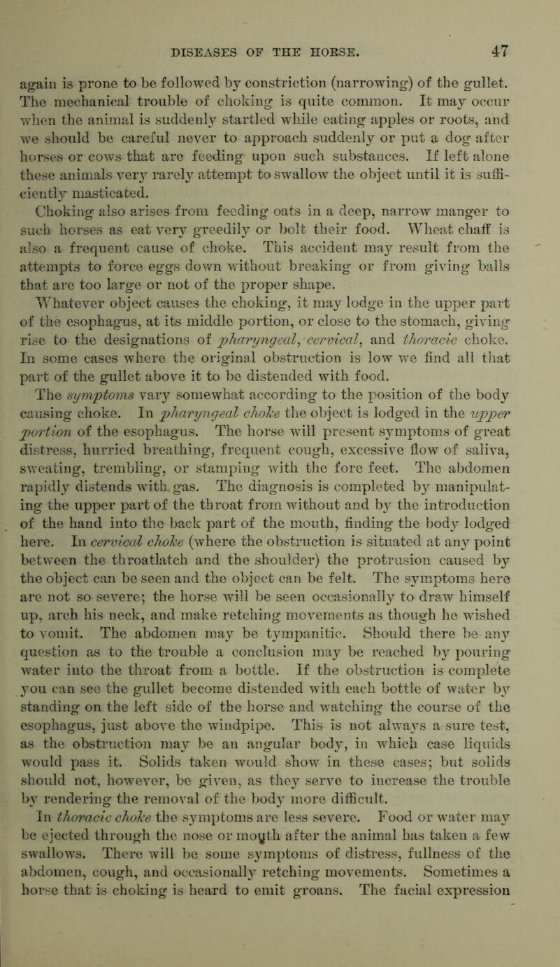 again is prone to be followed by constriction (narrowing) of the gullet. The mechanical trouble of choking is quite common. It may occur when the animal is suddenly startled while eating apples or roots, and we should be careful never to approach suddenly or put a dog after horses or cows that are feeding upon such substances. If left alone these animals ver}r rarely attempt to swallow the object until it is suffi- ciently masticated. Choking also arises from feeding oats in a deep, narrow manger to such horses as eat very greedily or bolt their food. Wheat chaff is also a frequent cause of choke. This accident may result from the attempts to force eggs down without breaking or from giving balls that are too large or not of the proper shape. Whatever object causes the choking, it may lodge in the upper part of the esophagus, at its middle portion, or close to the stomach, giving rise to the designations of pharyngeal, -cervical, and thoracic choke. In some cases where the original obstruction is low we find all that part of the gullet above it to be distended with food. The symptoms vary somewhat according to the position of the body causing choke. In pharyngeal choke the object is lodged in the upper portion of the esophagus. The horse will present symptoms of great distress, hurried breathing, frequent cough, excessive flow of saliva, sweating, trembling, or stamping with the fore feet. The abdomen rapidly distends wTith gas. The diagnosis is completed by manipulat- ing the upper part of the throat from without and by the introduction of the hand into the back part of the mouth, finding the body lodged here. In cervical choke (where the obstruction is situated at any point between the throatlatch and the shoulder) the protrusion caused by the object can be seen and the object can be felt. The s}rmptoms here are not so severe; the horse will be seen occasionally to draw himself up, arch his neck, and make retching movements as though he wished to vomit. The abdomen may be tympanitic. Should there he any question as to the trouble a conclusion may be reached by pouring water into the throat from a bottle. If the obstruction is complete you can see the gullet become distended with each bottle of water by standing on the left side of the horse and watching the course of the esophagus, just above the windpipe. This is not alwaj^s a sure test, as the obstruction may be an angular body, in which case liquids would pass it. Solids taken would show’ in these cases; but solids should not, however, be given, as they serve to increase the trouble by rendering the removal of the body more difficult. In thoracic choke the symptoms are less severe. Food or water may be ejected through the nose or mo^th after the animal has taken a few swallows. There will be some symptoms of distress, fullness of the abdomen, cough, and occasionally retching movements. Sometimes a horse that is choking is heard to emit groans. The facial expression