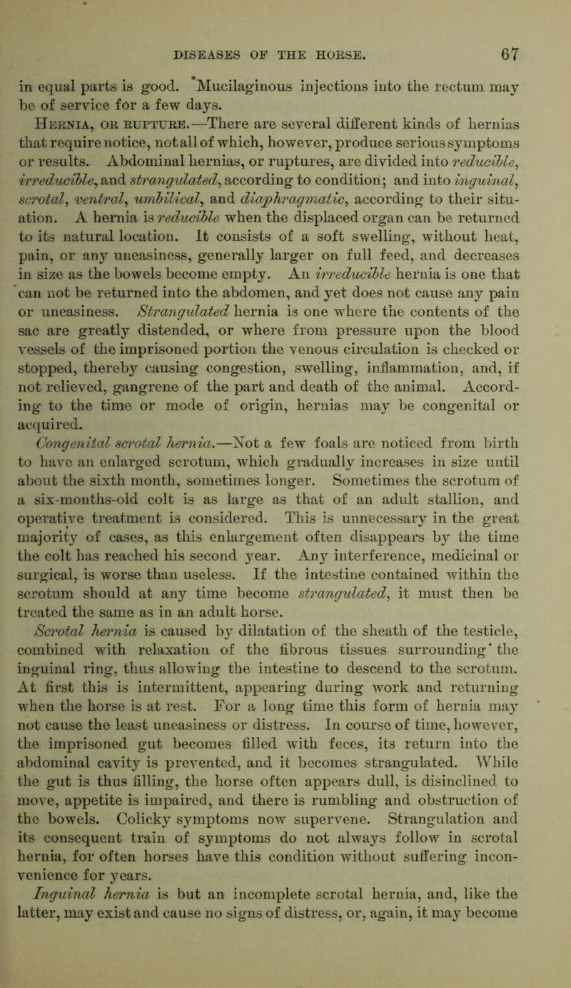 in equal parts is good. Mucilaginous injections into the rectum may be of service for a few days. Hernia, or rupture.—There are several different kinds of hernias that require notice, not all of which, however, produce serious symptoms or results. Abdominal hernias, or ruptures, are divided into reducible, irreducible, and strangulated, according to condition; and into inguinal, scrotal, ventral, umbilical, and diaphragmatic,. according to their situ- ation. A hernia is reducible when the displaced organ can be returned to its natural location. It consists of a soft swelling, without heat, pain, or any uneasiness, generally larger on full feed, and decreases in size as the bowels become empty. An irreducible hernia is one that can not be returned into the abdomen, and yet does not cause any pain or uneasiness. Strangulated hernia is one where the contents of the sac are greatly distended, or where from pressure upon the blood vessels of the imprisoned portion the venous circulation is checked or stopped, thereby causing congestion, swelling, inflammation, and, if not relieved, gangrene of the part and death of the animal. Accord- ing to the time or mode of origin, hernias may be congenital or acquired. Congenital sci'otal hernia.—Not a few foals are noticed from birth to have an enlarged scrotum, which gradually increases in size until about the sixth month, sometimes longer. Sometimes the scrotum of a six-months-old colt is as large as that of an adult stallion, and operative treatment is considered. This is unnecessary in the great majority of cases, as this enlargement often disappears by the time the colt has reached his second }^ear. Any interference, medicinal or surgical, is worse than useless. If the intestine contained within the scrotum should at any time become strangulated, it must then be treated the same as in an adult horse. Scrotal hernia is caused by dilatation of the sheath of the testicle, combined wfith relaxation of the fibrous tissues surrounding’ the inguinal ring, thus allowing the intestine to descend to the scrotum. At first this is intermittent, appearing during work and returning when the horse is at rest. For a long time this form of hernia may not cause the least uneasiness or distress. In course of time, however, the imprisoned gut becomes filled with feces, its return into the abdominal cavity is prevented, and it becomes strangulated. While the gut is thus filling, the horse often appears dull, is disinclined to move, appetite is impaired, and there is rumbling and obstruction of the bowels. Colicky symptoms now supervene. Strangulation and its consequent train of symptoms do not always follow in scrotal hernia, for often horses have this condition without suffering incon- venience for years. Inguinal hen'nia is but an incomplete scrotal hernia, and, like the latter, may exist and cause no signs of distress, or, again, it may become