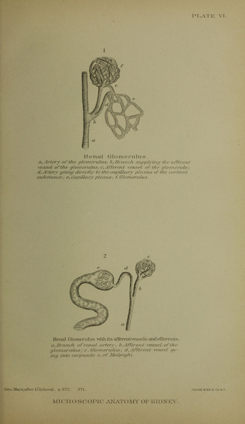 PKATE VI. 1 Renal Glomerulus. a,Artery of the- gLamer'ulus; b, Branch supplying the afferent vessel- ofths glomerulus;• c, Afferent vessel of the glomeruZe; d-, Artery going directly to th& capillary plc/scus of the cortical substance; &/. Capillaryplcocus; f, Glomerulus. c Renal Glomerulus with its afferentvesseJs and efferents. a,Branch of renal artery; b, Afferent-vessel of the glomerulus; c, Glomerulus; d, Afferent vessel- go ing into corpuscle e, of Malpighi Geo.Marx.nfter D’Arboval. p 372. JULIUS BIEN & CO.NY.