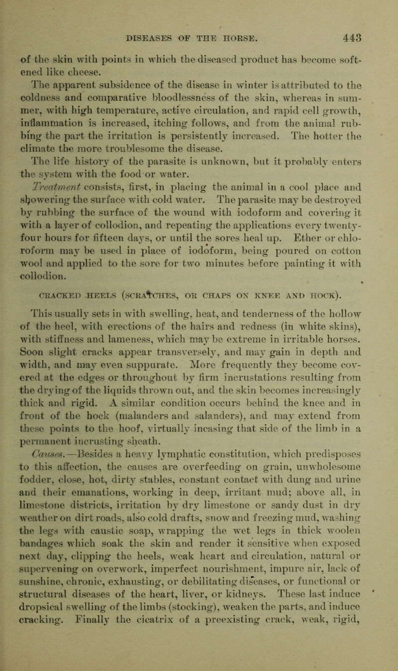 of the skin with points in which the diseased product has become soft- ened like cheese. The apparent subsidence of the disease in winter is attributed to the coldness and comparative bloodlessness of the skin, whereas in sum- mer, with high temperature, active circulation, and rapid cell growth, inflammation is increased, itching follows, and from the animal rub- bing the part the irritation is persistently increased. The hotter the climate the more troublesome the disease. The life history of the parasite is unknown, but it probably enters the system with the food or water. Treatment consists, first, in placing the animal in a cool place and showering the surface with cold water. The parasite may be destroyed by rubbing the surface of the wound with iodoform and covering it with a layer of collodion, and repeating the applications every twenty- four hours for fifteen days, or until the sores heal up. Ether or chlo- roform may be used in place of iodoform, being poured on cotton wool and applied to the sore for two minutes before painting it with collodion. CRACKED -HEELS (SCRATCHES, OR CHAPS ON KNEE AND HOCK). This usually sets in with swelling, heat, and tenderness of the hollow of the heel, with erections of the hairs and redness (in white skins), with stiffness and lameness, which may be extreme in irritable horses. Soon slight cracks appear transversely, and may gain in depth and width, and may even suppurate. More frequently they become cov- ered at the edges or throughout by firm incrustations resulting from the diying of the liquids thrown out, and the skin becomes increasingly thick and rigid. A similar condition occurs behind the knee and in front of the hock (malanders and salanders), and may extend from these points to the hoof, virtual^ incasing that side of the limb in a permanent incrusting sheath. Causes.—Besides a heavy lymphatic constitution, which predisposes to this affection, the causes are overfeeding on grain, unwholesome fodder, close, hot, dirty stables, constant contact with dung and urine and their emanations, working in deep, irritant mud; above all, in limestone districts, irritation by dry limestone or sand}^ dust in dry weather on dirt roads, also cold drafts, snow and freezing mud, ’washing the legs with caustic soap, wrapping the w^et legs in thick woolen bandages which soak the skin and render it sensitive when exposed next day, clipping the heels, weak heart and circulation, natural or supervening on overwork, imperfect nourishment, impure air, lack of sunshine, chronic, exhausting, or debilitating diseases, or functional or structural diseases of the heart, liver, or kidneys. These last induce dropsical swelling of the limbs (stocking), weaken the parts, and induce cracking. Finally the cicatrix of a preexisting crack, weak, rigid,