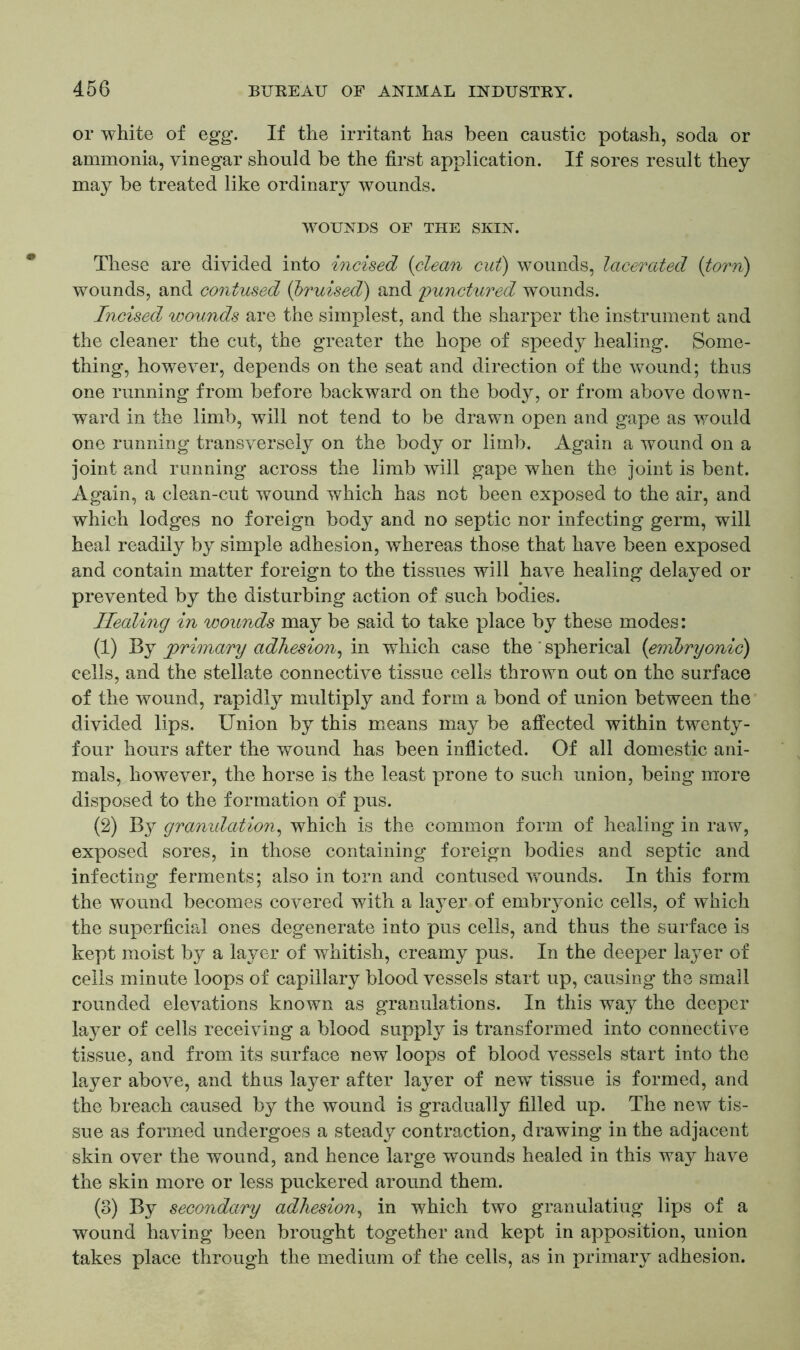 or white of egg. If the irritant has been caustic potash, soda or ammonia, vinegar should be the first application. If sores result they may be treated like ordinary wounds. WOUNDS OF THE SKIN. These are divided into incised (clean cut) wounds, lacerated (torn) wounds, and contused (bruised) and punctured wounds. Incised wounds are the simplest, and the sharper the instrument and the cleaner the cut, the greater the hope of speedy healing. Some- thing, however, depends on the seat and direction of the wound; thus one running from before backward on the body, or from above down- ward in the limb, will not tend to be drawn open and gape as would one running transversely on the body or limb. Again a wound on a joint and running across the limb will gape when the joint is bent. Again, a clean-cut wound which has not been exposed to the air, and which lodges no foreign body and no septic nor infecting germ, will heal readily by simple adhesion, whereas those that have been exposed and contain matter foreign to the tissues will have healing delayed or prevented by the disturbing action of such bodies. Healing in wounds may be said to take place by these modes: (1) By primary adhesion, in which case the ' spherical (embryonic) cells, and the stellate connective tissue cells thrown out on the surface of the wound, rapidly multiply and form a bond of union between the divided lips. Union by this means may be affected within twenty- four hours after the wound has been inflicted. Of all domestic ani- mals, however, the horse is the least prone to such union, being more disposed to the formation of pus. (2) By granulation, which is the common form of healing in raw, exposed sores, in those containing foreign bodies and septic and infecting ferments; also in torn and contused wounds. In this form the wound becomes covered with a layer of embryonic cells, of which the superficial ones degenerate into pus cells, and thus the surface is kept moist by a layer of whitish, creamy pus. In the deeper layer of cells minute loops of capillary blood vessels start up, causing the small rounded elevations known as granulations. In this way the deeper layer of cells receiving a blood suppty is transformed into connective tissue, and from its surface new loops of blood vessels start into the layer above, and thus layer after layer of new tissue is formed, and the breach caused by the wound is gradually filled up. The new tis- sue as formed undergoes a steady contraction, drawing in the adjacent skin over the wound, and hence large wounds healed in this way have the skin more or less puckered around them. (3) By secondary adhesion, in which two granuiatiug lips of a wound having been brought together and kept in apposition, union takes place through the medium of the cells, as in primary adhesion.