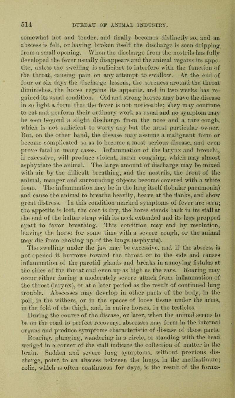 somewhat hot and tender, and finally becomes distinctly so, and an abscess is felt, or having broken itself the discharge is seen dripping from a small opening. When the discharge from the nostrils has fully developed the fever usually disappears and the animal regains its appe- tite, unless the swelling is sufficient to interfere with the function of the throat, causing pain on any attempt to swallow. At the end of four or six days the discharge lessens, the soreness around the throat diminishes, the horse regains its appetite, and in two weeks has re- gained its usual condition. Old and strong horses may have the disease in so light a form that the fever is not noticeable; they may continue to eat and perform their ordinary work as usual and no symptom may be seen beyond a slight discharge from the nose and a rare cough, which is not sufficient to worry any but the most particular owner. But, on the other hand, the disease may assume a malignant form or become complicated so as to become a most serious disease, and even prove fatal in many cases. Inflammation of the larynx and bronchi, if excessive, will produce violent, harsh coughing, which may almost asphyxiate the animal. The large amount of discharge may be mixed with air by the difficult breathing, and the nostrils, the front of the animal, manger and surrounding objects become covered with a white foam. The inflammation may be in the lung itself (lobular pneumonia) and cause the animal to breathe heavity, heave at the flanks, and show great distress. In this condition marked symptoms of fever are seen; the appetite is lost, the coat is dry, the horse stands back in its stall at the end of the halter strap with its neck extended and its legs propped apart to favor breathing. This condition may end by resolution, leaving the horse for some time with a severe cough, or the animal may die from choking up of the lungs (asphyxia). The swelling under the jaw may be excessive, and if the abscess is not opened it burrows toward the throat or to the side and causes inflammation of the parotid glands and breaks in annoying fistulas at the sides of the throat and even up as high as the ears. Roaring may' occur either during a moderately severe attack from inflammation of the throat (larynx), or at a later period as the result of continued lung trouble. Abscesses may develop in other parts of the body, in the poll, in the withers, or in the spaces of loose tissue under the arms, in the fold of the thigh, and, in entire horses, in the testicles. During the course of the disease, or later, when the animal seems to be on the road to perfect recovery, abscesses may form in the internal organs and produce symptoms characteristic of disease of those parts. Roaring, plunging, wandering in a circle, or standing with the head wedged in a corner of the stall indicate the collection of matter in the brain. Sudden and severe lung symptoms, without previous dis- charge, point to an abscess between the lungs, in the mediastinum; colic, which is often continuous for days, is the result of the forma-