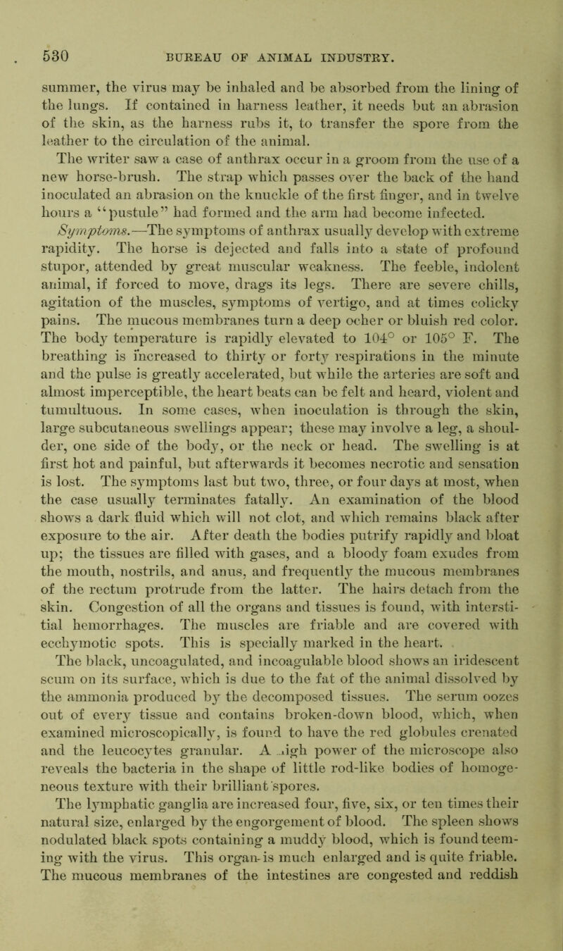 summer, the virus may be inhaled and be absorbed from the lining of the lungs. If contained in harness leather, it needs but an abrasion of the skin, as the harness rubs it, to transfer the spore from the leather to the circulation of the animal. The writer saw a case of anthrax occur in a groom from the use of a new horse-brush. The strap which passes over the back of the hand inoculated an abrasion on the knuckle of the first finger, and in twelve hours a “pustule” had formed and the arm had become infected. Symptoms.—The symptoms of anthrax usually develop with extreme rapidity. The horse is dejected and falls into a state of profound stupor, attended by great muscular weakness. The feeble, indolent animal, if forced to move, drags its legs. There are severe chills, agitation of the muscles, symptoms of vertigo, and at times colicky pains. The mucous membranes turn a deep ocher or bluish red color. The body temperature is rapidly elevated to 104° or 105° F. The breathing is increased to thirty or forty respirations in the minute and the pulse is greatly accelerated, but while the arteries are soft and almost imperceptible, the heart beats can be felt and heard, violent and tumultuous. In some cases, when inoculation is through the skin, large subcutaneous swellings appear; these may involve a leg, a shoul- der, one side of the body, or the neck or head. The swelling is at first hot and painful, but afterwards it becomes necrotic and sensation is lost. The symptoms last but two, three, or four days at most, when the case usually terminates fatally. An examination of the blood shows a dark fluid which will not clot, and which remains black after exposure to the air. After death the bodies putrify rapidly and bloat up; the tissues are filled with gases, and a bloody foam exudes from the mouth, nostrils, and anus, and frequently the mucous membranes of the rectum protrude from the latter. The hairs detach from the skin. Congestion of all the organs and tissues is found, with intersti- tial hemorrhages. The muscles are friable and are covered with ecchymotic spots. This is specially marked in the heart. The black, uncoagulated, and incoagulable blood shows an iridescent scum on its surface, which is due to the fat of the animal dissolved by the ammonia produced by the decomposed tissues. The serum oozes out of every tissue and contains broken-down blood, which, when examined microscopically, is found to have the red globules crenated and the leucocytes granular. A ugh power of the microscope also reveals the bacteria in the shape of little rod-like bodies of homoge- neous texture with their brilliant spores. The l}rmphatic ganglia are increased four, five, six, or ten times their natural size, enlarged by the engorgement of blood. The spleen shows nodulated black spots containing a muddy blood, which is found teem- ing with the virus. This organ-is much enlarged and is quite friable. The mucous membranes of the intestines are congested and reddish