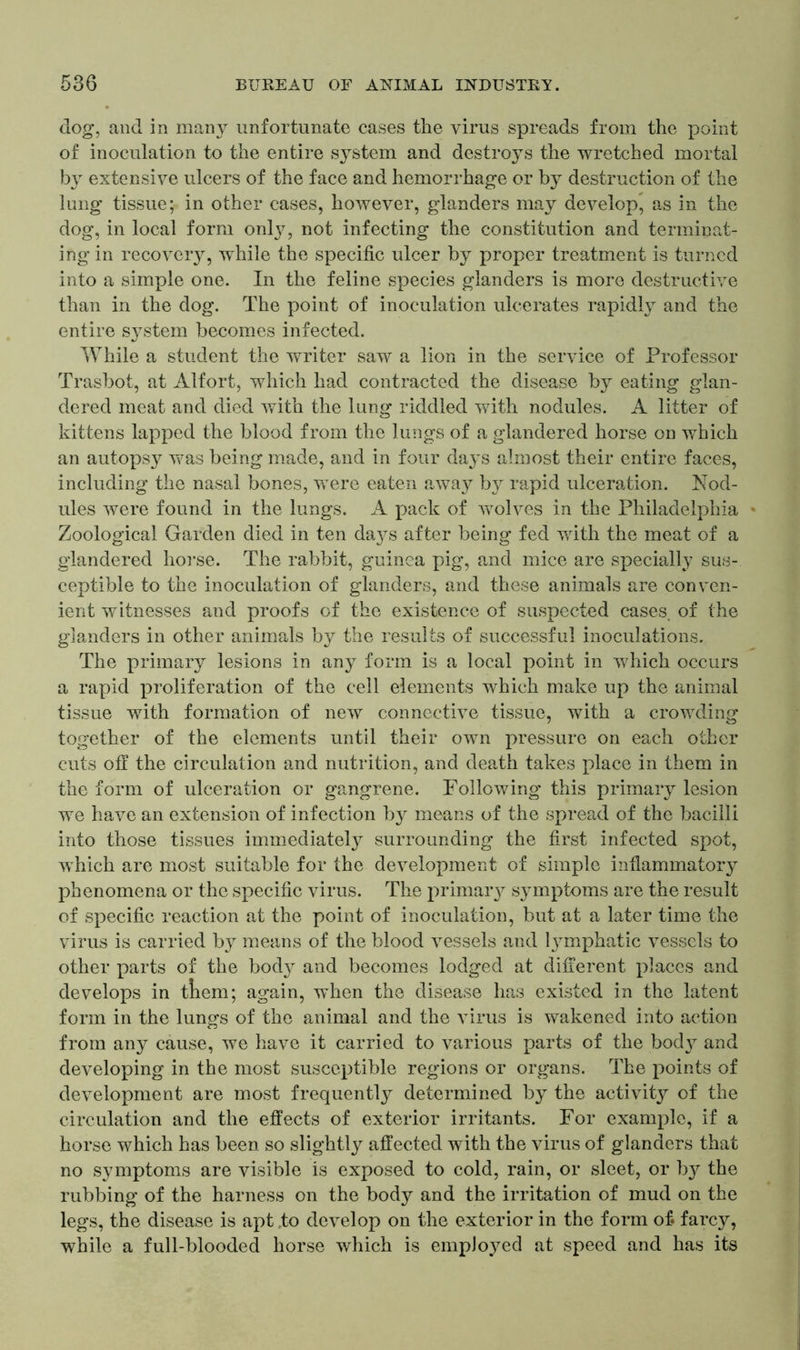 dog, and in many unfortunate cases the virus spreads from the point of inoculation to the entire system and destroys the wretched mortal by extensive ulcers of the face and hemorrhage or by destruction of the lung tissue; in other cases, however, glanders may develop, as in the dog, in local form onty, not infecting the constitution and terminat- ing in recovery, while the specific ulcer by proper treatment is turned into a simple one. In the feline species glanders is more destructive than in the dog. The point of inoculation ulcerates rapidly and the entire system becomes infected. While a student the writer saw a lion in the service of Professor Trasbot, at Alfort, which had contracted the disease by eating glan- dered meat and died with the lung riddled with nodules. A litter of kittens lapped the blood from the lungs of a glandered horse on which an autopsy was being made, and in four days almost their entire faces, including the nasal bones, were eaten away by rapid ulceration. Nod- ules were found in the lungs. A pack of wolves in the Philadelphia Zoological Garden died in ten daj^s after being fed with the meat of a glandered horse. The rabbit, guinea pig, and mice are specially sus- ceptible to the inoculation of glanders, and these animals are conven- ient witnesses and proofs of the existence of suspected cases, of the glanders in other animals by the results of successful inoculations. The primary lesions in any form is a local point in which occurs a rapid proliferation of the cell elements which make up the animal tissue with formation of new connective tissue, with a crowding together of the elements until their own pressure on each other cuts off the circulation and nutrition, and death takes place in them in the form of ulceration or gangrene. Following this primary lesion we have an extension of infection by means of the spread of the bacilli into those tissues immediately surrounding the first infected spot, which are most suitable for the development of simple inflammatory phenomena or the specific virus. The primaiy symptoms are the result of specific reaction at the point of inoculation, but at a later time the virus is carried by means of the blood vessels and tymphatic vessels to other parts of the body and becomes lodged at different places and develops in them; again, when the disease has existed in the latent form in the lungs of the animal and the virus is wakened into action from any cause, we have it carried to various parts of the bod}^ and developing in the most susceptible regions or organs. The points of development are most frequently determined by the activity of the circulation and the effects of exterior irritants. For example, if a horse which has been so slightly affected with the virus of glanders that no symptoms are visible is exposed to cold, rain, or sleet, or by the rubbing of the harness on the body and the irritation of mud on the legs, the disease is apt .to develop on the exterior in the form of* farcy, while a full-blooded horse which is employed at speed and has its