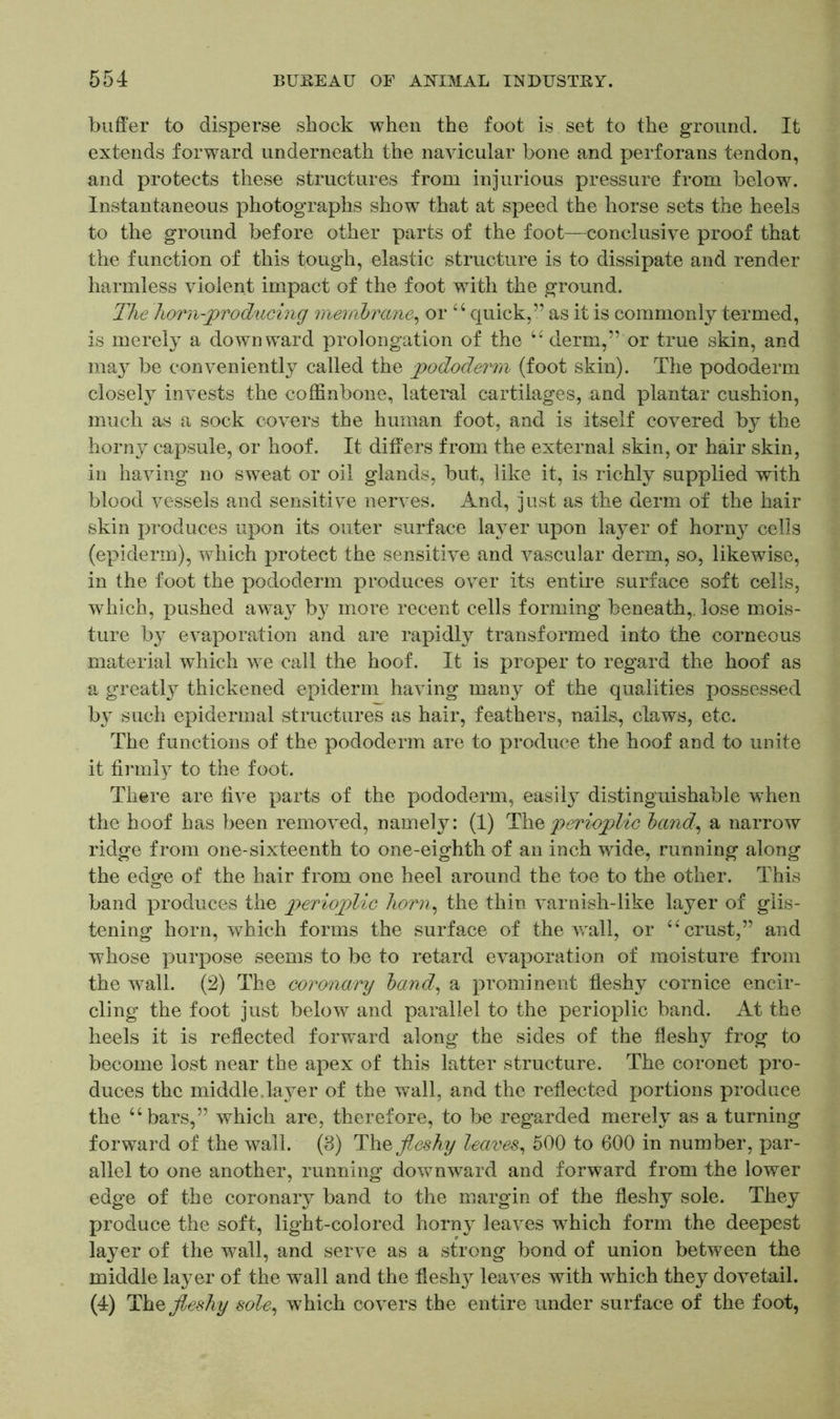 buffer to disperse shock when the foot is set to the ground. It extends forward underneath the navicular bone and perforans tendon, and protects these structures from injurious pressure from below. Instantaneous photographs show that at speed the horse sets the heels to the ground before other parts of the foot—conclusive proof that the function of this tough, elastic structure is to dissipate and render harmless violent impact of the foot with the ground. The horn-producing membrane, or 66 quick,” as it is commonly termed, is merely a downward prolongation of the u derm,” or true skin, and may be conveniently called the pododerm (foot skin). The pododerm closely invests the coffinbone, lateral cartilages, and plantar cushion, much as a sock covers the human foot, and is itself covered by the horny capsule, or hoof. It differs from the external skin, or hair skin, in having no sweat or oil glands, but, like it, is richly supplied with blood vessels and sensitive nerves. And, just as the derm of the hair skin produces upon its outer surface layer upon layer of horny cells (epiderm), which protect the sensitive and vascular derm, so, likewise, in the foot the pododerm produces over its entire surface soft cells, which, pushed away by more recent cells forming beneath,, lose mois- ture by evaporation and are rapidly transformed into the corneous material which we call the hoof. It is proper to regard the hoof as a greatly thickened epiderm having many of the qualities possessed by such epidermal structures as hair, feathers, nails, claws, etc. The functions of the pododerm are to produce the hoof and to unite it firmly to the foot. There are five parts of the pododerm, easily distinguishable when the hoof has been removed, namely: (1) The perioplic band, a narrow ridge from one-sixteenth to one-eighth of an inch wide, running along the edge of the hair from one heel around the toe to the other. This band produces the perioplic horn, the thin varnish-like layer of glis- tening horn, which forms the surface of the wall, or “ crust,” and whose purpose seems to be to retard evaporation of moisture from the wall. (2) The coronary band, a prominent fleshy cornice encir- cling the foot just below and parallel to the perioplic band. At the heels it is reflected forward along the sides of the fleshy frog to become lost near the apex of this latter structure. The coronet pro- duces the middle.layer of the wall, and the reflected portions produce the “bars,” which are, therefore, to be regarded merely as a turning forward of the wall. (8) The fleshy leaves-, 500 to 600 in number, par- allel to one another, running downward and forward from the lower edge of the coronary band to the margin of the fleshy sole. They produce the soft, light-colored horny leaves wrhich form the deepest layer of the wall, and serve as a strong bond of union between the middle layer of the wall and the fleshy leaves with which they dovetail. (4) The fleshy sole, which covers the entire under surface of the foot,
