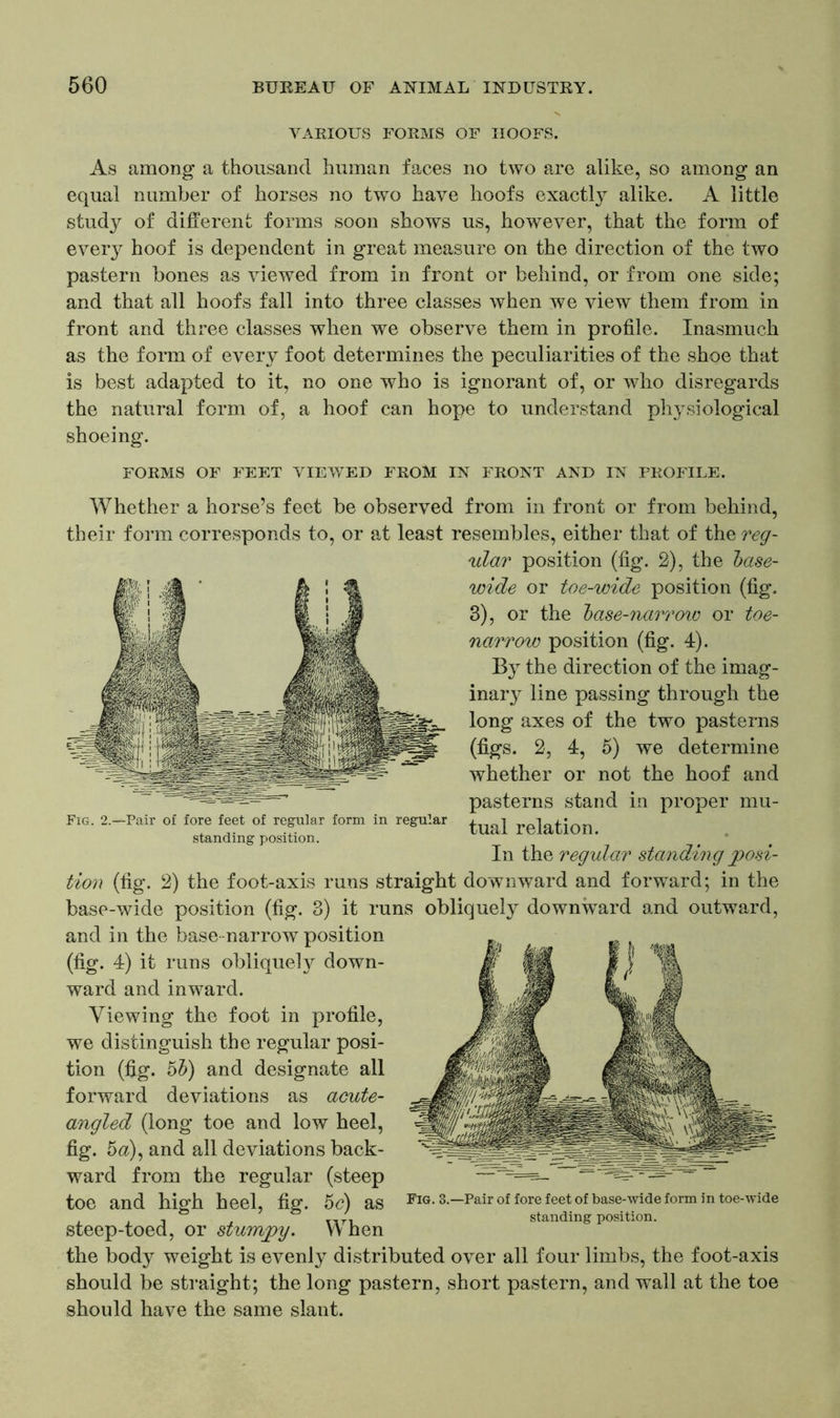 VARIOUS FORMS OF HOOFS. As among a thousand human faces no two are alike, so among an equal number of horses no two have hoofs exactly alike. A little study of different forms soon shows us, however, that the form of every7, hoof is dependent in great measure on the direction of the two pastern bones as viewed from in front or behind, or from one side; and that all hoofs fall into three classes when we view them from in front and three classes when we observe them in profile. Inasmuch as the form of every foot determines the peculiarities of the shoe that is best adapted to it, no one who is ignorant of, or who disregards the natural form of, a hoof can hope to understand physiological shoeing. FORMS OF FEET VIEWED FROM IN FRONT AND IN PROFILE. Fig. 2. -Pair of fore feet of regular form in regular standing position. Whether a horse’s feet be observed from in front or from behind, their form corresponds to, or at least resembles, either that of the reg- ular position (fig. 2), the base- wide or toe-wide position (fig. 3), or the base-narroiv or toe- narrow position (fig. 4). By the direction of the imag- inary^ line passing through the long axes of the two pasterns (figs. 2, 4, 5) we determine whether or not the hoof and pasterns stand in proper mu- tual relation. In the regular standing posi- tion (fig. 2) the foot-axis runs straight downward and forward; in the base-wide position (fig. 3) it runs obliquely downward and outward, and in the base-narrow position (fig. 4) it runs obliquely down- ward and inward. Viewing the foot in profile, we distinguish the regular posi- tion (fig. 5b) and designate all forward deviations as acute- angled (long toe and low heel, fig. 5a), and all deviations back- ward from the regular (steep toe and high heel, fig. 5c) as steep-toed, or stumpy. When the body weight is evenly distributed over all four limbs, the foot-axis should be straight; the long pastern, short pastern, and wall at the toe should have the same slant. Fig. 3.—Pair of fore feet of base-wide form in toe-wide standing position.