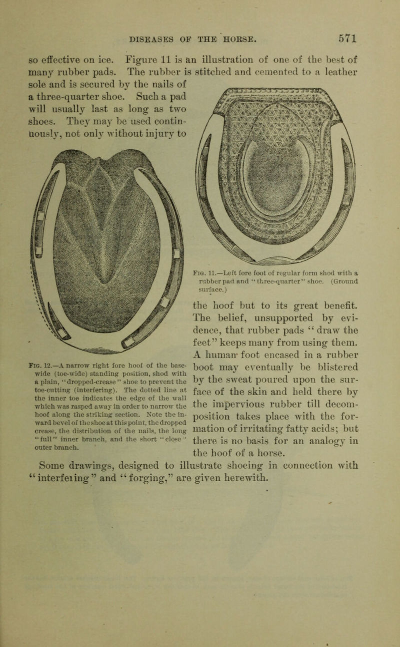 Figure 11 is an illustration of one of the best of The rubber is stitched and cemented to a leather so effective on ice. many rubber pads, sole and is secured by the nails of a three-quarter shoe. Such a pad will usually last as long as two shoes. They may be used contin- uously, not onty without injury to Fig. 12.—A narrow right fore hoof of the base- wide (toe-Wide) standing position, shod with a plain, “ dropped-crease ” shoe to prevent the toe-cutting (interfering). The dotted line at the inner toe indicates the edge of the wall which was rasped away in order to narrow the hoof along the striking section. Note the in- ward bevel of the shoe at this point, the dropped crease, the distribution of the nails, the long “full” inner branch, and the short “close” outer branch. Fig. 11.—Left fore foot of regular form shod with a rubber pad and “ three-quarter” shoe. (Ground surface.) the hoof but to its great benefit. The belief, unsupported by evi- dence, that rubber pads 44 draw the feet” keeps many from using them. A human* foot encased in a rubber boot may eventually be blistered by the sweat poured upon the sur- face of the skin and held there by the impervious rubber till decom- position takes place with the for- mation of irritating fatty acids; but there is no basis for an analog}^ in the hoof of a horse. Some drawings, designed to illustrate shoeing in connection with “ interfeiing ” and “forging,” are given herewith.