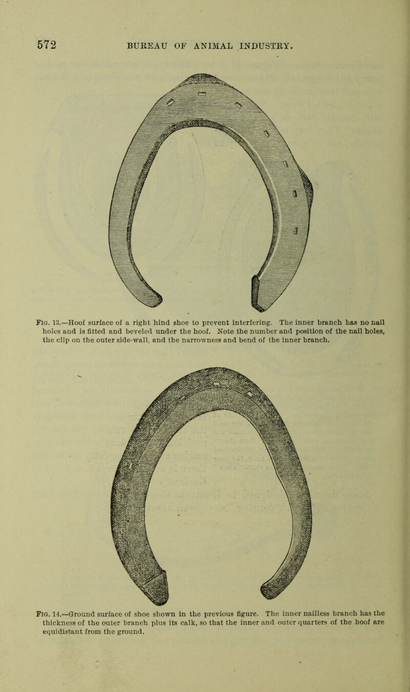 Fig. 13.—Hoof surface of a right hind shoe to prevent interfering. The inner branch has no nail holes and is fitted and beveled under the hoof. Note the number and position of the nail holes, the clip on the outer side-wall, and the narrowness and bend of the inner branch. Fig. 14.—Ground surface of shoe shown in the previous figure. The inner nailless branch has the thickness of the outer branch plus its calk, so that the inner and outer quarters of the hoof are equidistant from the ground.