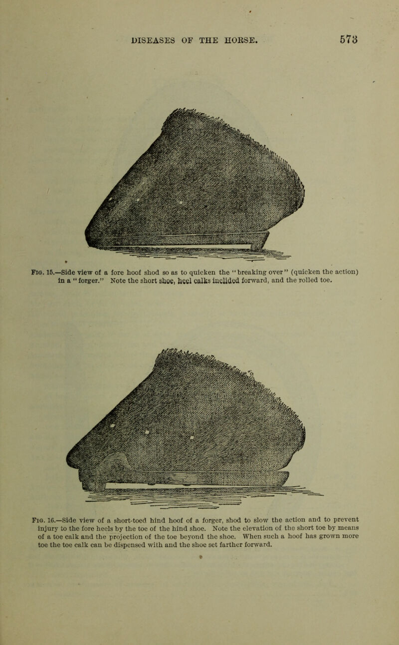 Fig. 16.—Side view of a fore hoof shod so as to quicken the “breaking over” (quicken the action) in a “ forger.” Note the short shoe, heel calks inclided forward, and the rolled toe. Fig. 16.—Side view of a short-toed hind hoof of a forger, shod to slow the action and to prevent injury to the fore heels by the toe of the hind shoe. Note the elevation of the short toe by means of a toe calk and the projection of the toe beyond the shoe. When such a hoof has grown more toe the toe calk can be dispensed with and the shoe set farther forward.