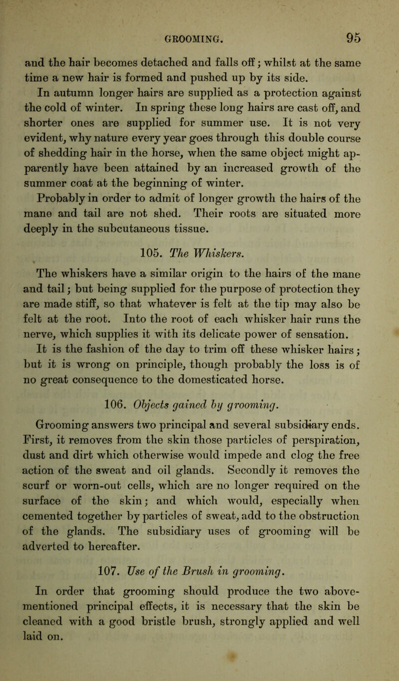 and the hair becomes detached and falls off; whilst at the same time a new hair is formed and pushed up by its side. In autumn longer hairs are supplied as a protection against the cold of winter. In spring these long hairs are cast off, and shorter ones are supplied for summer use. It is not very evident, why nature every year goes through this double course of shedding hair in the horse, when the same object might ap- parently have been attained by an increased growth of the summer coat at the beginning of winter. Probably in order to admit of longer growth the hairs of the mane and tail are not shed. Their roots are situated more deeply in the subcutaneous tissue. 105. The Whiskers. The whiskers have a similar origin to the hairs of the mane and tail; but being supplied for the purpose of protection they are made stiff, so that whatever is felt at the tip may also be felt at the root. Into the root of each whisker hair runs the nerve, which supplies it with its delicate power of sensation. It is the fashion of the day to trim off these whisker hairs; but it is wrong on principle, though probably the loss is of no great consequence to the domesticated horse. 106. Objects gained by grooming. Grooming answers two principal and several subsidiary ends. First, it removes from the skin those particles of perspiration, dust and dirt which otherwise would impede and clog the free action of the sweat and oil glands. Secondly it removes the scurf or worn-out cells, which are no longer required on the surface of the skin; and which would, especially when cemented together by particles of sweat, add to the obstruction of the glands. The subsidiary uses of grooming will be adverted to hereafter. 107. TJse of the Brush in grooming. In order that grooming should produce the two above- mentioned principal effects, it is necessary that the skin be cleaned with a good bristle brush, strongly applied and well laid on.