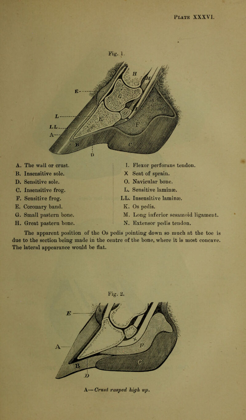 Fig. 1. A. The wall or crust. B. Insensitive sole. D. Sensitive sole. C. Insensitive frog. F. Sensitive frog. E. Coronary band. G. Small pastern bone. H. Great pastern bone. I. Flexor perforans tendon. X Seat of sprain. 0. Navicular bone. L. Sensitive laminae. LL. Insensitive laminae. K. Os pedis. M. Long inferior sesamoid ligament. N. Extensor pedis tendon. The apparent position of the Os pedis pointing down so much at the toe is due to the section being made in the centre of the bone, where it is most concave. The lateral appearance would be flat. A— Crust rasped high up.