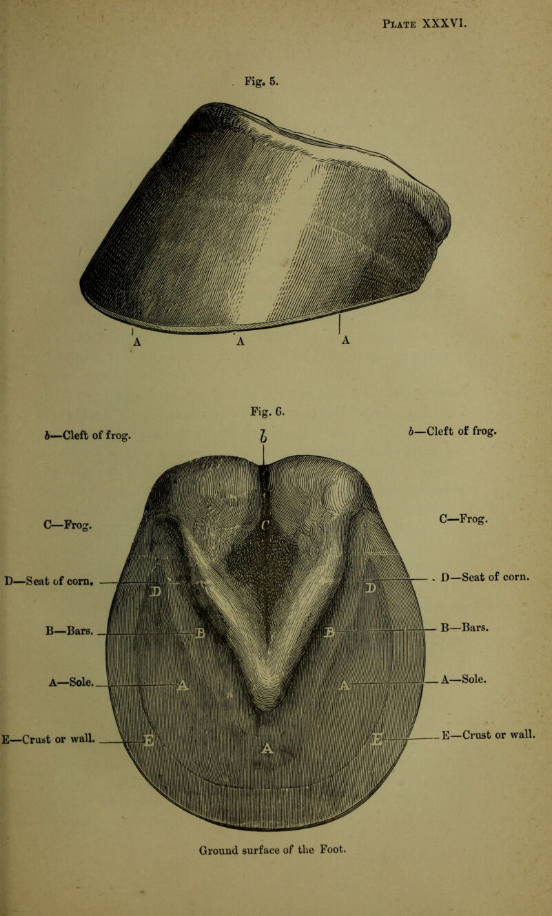 Fig. 5. Ground surface of the Foot.