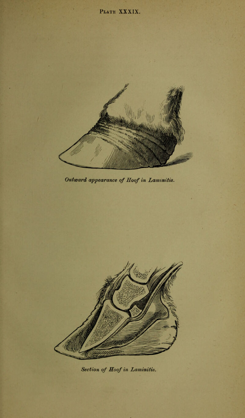 Plate XXXIX Outward appearance of Hoof in Lammitis Section of Hoof in Laminitis.