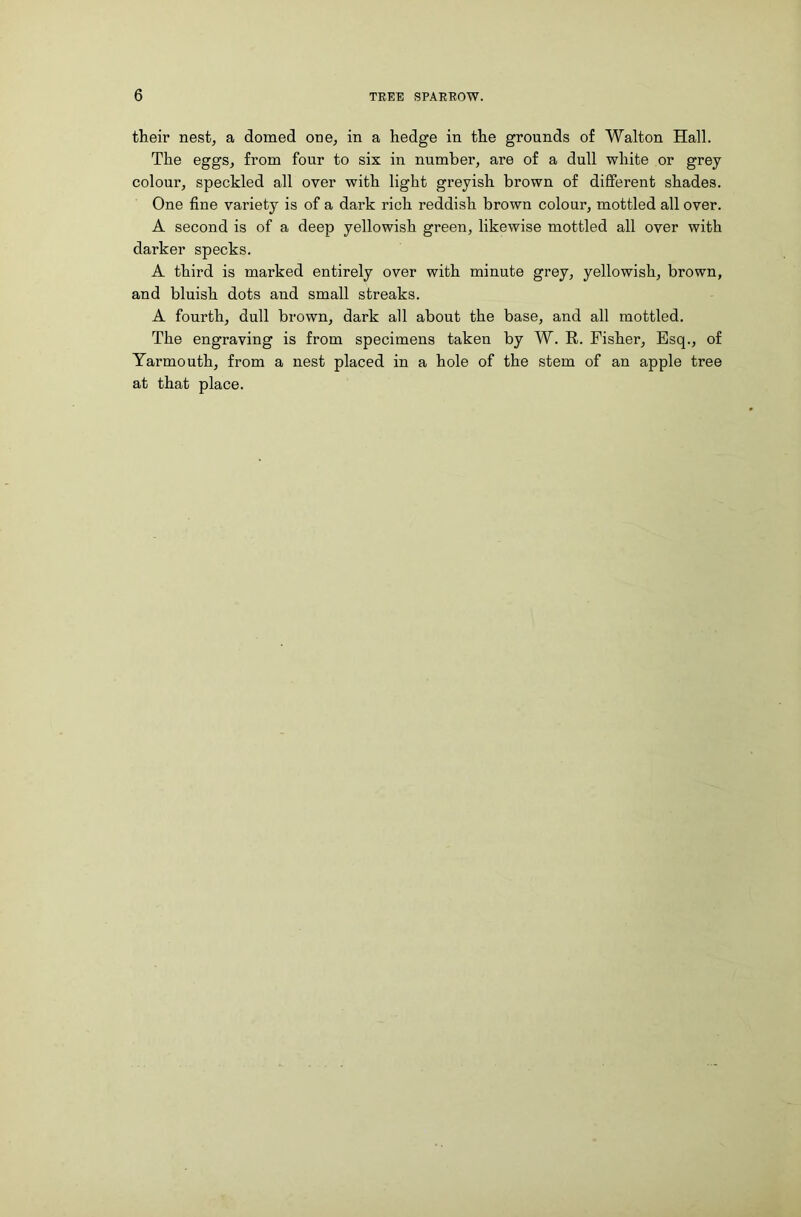 their nest, a domed one, in a hedge in the grounds of Walton Hall. The eggs, from four to six in number, are of a dull white or grey colour, speckled all over with light greyish brown of different shades. One fine variety is of a dark rich reddish brown colour, mottled all over. A second is of a deep yellowish green, likewise mottled all over with darker specks. A third is marked entirely over with minute grey, yellowish, brown, and bluish dots and small streaks. A fourth, dull brown, dark all about the base, and all mottled. The engraving is from specimens taken by W. R. Fisher, Esq., of Yarmouth, from a nest placed in a hole of the stem of an apple tree at that place.