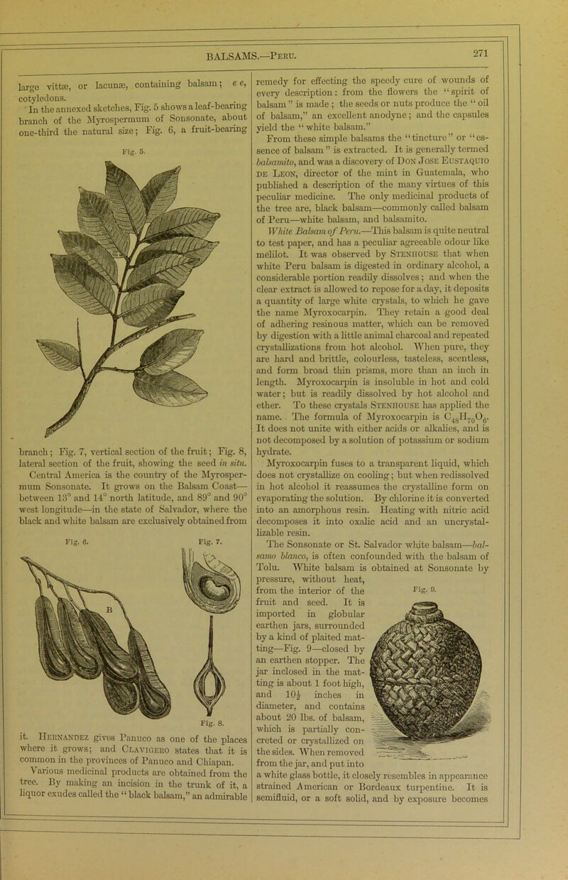 remedy for effecting the speedy cure of wounds of every description: from the flowers the “spirit of balsam ” is made ; the seeds or nuts produce the “ oil of balsam,” an excellent anodyne; and the capsules yield the “ white balsam.” From these simple balsams the “tincture” or “es- sence of balsam ” is extracted. It is generally termed bahamito, and was a discovery of Don Jose Eustaquio de Leon, director of the mint in Guatemala, who published a description of the many virtues of this peculiar medicine. The only medicinal products of the tree are, black balsam—commonly called balsam of Peru—white balsam, and balsamito. White Balsam of Peru.—This balsam is quite neutral to test paper, and has a peculiar agreeable odour like melilot. It was observed by Stenhocse that when white Peru balsam is digested in ordinary alcohol, a considerable portion readily dissolves; and when the clear extract is allowed to repose for a day, it deposits a quantity of large white crystals, to which he gave the name Myroxocarpin. They retain a good deal of adhering resinous matter, which can be removed by digestion with a little animal charcoal and repeated crystallizations from hot alcohol. When pure, they are hard and brittle, colourless, tasteless, scentless, and form broad thin prisms, more than an inch in length. Myroxocarpin is insoluble in hot and cold water; but is readily dissolved by hot alcohol and ether. To these crystals Steniiouse has applied the name. The formula of Myroxocarpin is CiSIL0O(.. It does not unite with either acids or alkalies, and is not decomposed by a solution of potassium or sodium hydrate. Myroxocarpin fuses to a transparent liquid, which does not crystallize on cooling; but when redissolved in hot alcohol it reassumes the crystalline form on evaporating the solution. By chlorine it is converted into an amorphous resin. Heating with nitric acid decomposes it into oxalic acid and an uncrystal- lizable resin. The Sonsonate or St. Salvador white balsam—bal- samo bianco, is often confounded with the balsam of Tolu. White balsam is obtained at Sonsonate by pressure, without heat, from the interior of the Fis- 9- fruit and seed. It is imported in globular earthen jars, surrounded by a kind of plaited mat- ting—Fig. 9—-closed by an earthen stopper. The jar inclosed in the mat- ting is about 1 foot high, and 10£ inches in diameter, and contains about 20 lbs. of balsam, which is partially con- creted or crystallized on the sides. When removed from the jar, and put into a white glass bottle, it closely resembles in appearance strained American or Bordeaux turpentine. It is semifluid, or a soft solid, and by exposure becomes Large vitfee, or lacunae, containing balsam; e e, cotyledons. In the annexed sketches, Fig. 5 shows a leaf-bearing branch of the Myrospermum of Sonsonate, about one-third the natural size; Fig. 6, a fruit-bearing Fig. 5. branch ; Fig. 7, vertical section of the fruit; Fig. 8, lateral section of the fruit, showing the seed in situ. Central America is the country of the Myrosper- mum Sonsonate. It grows on the Balsam Coast— between 13° and 14° north latitude, and 89° and 90° west longitude—in the state of Salvador, where the black and white balsam are exclusively obtained from Fig. 6. Fig. 7. Fig. 8. it. Hernandez givos Panuco as one of the places where it grows; and Clavigero states that it is common in the provinces of Panuco and Chiapan. Various medicinal products are obtained from the tree. By making an incision in the trunk of it, a liquor exudes called the “ black balsam,” an admirable