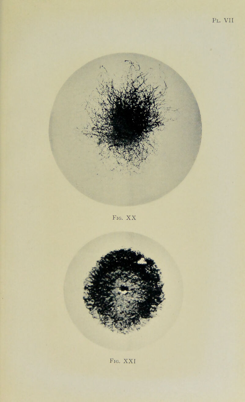 Fig. XXI